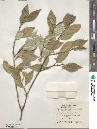 Elaeagnus umbellata image