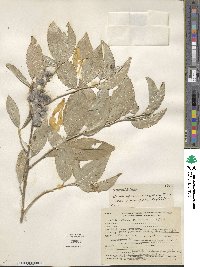 Elaeagnus umbellata image