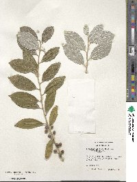 Elaeagnus umbellata image