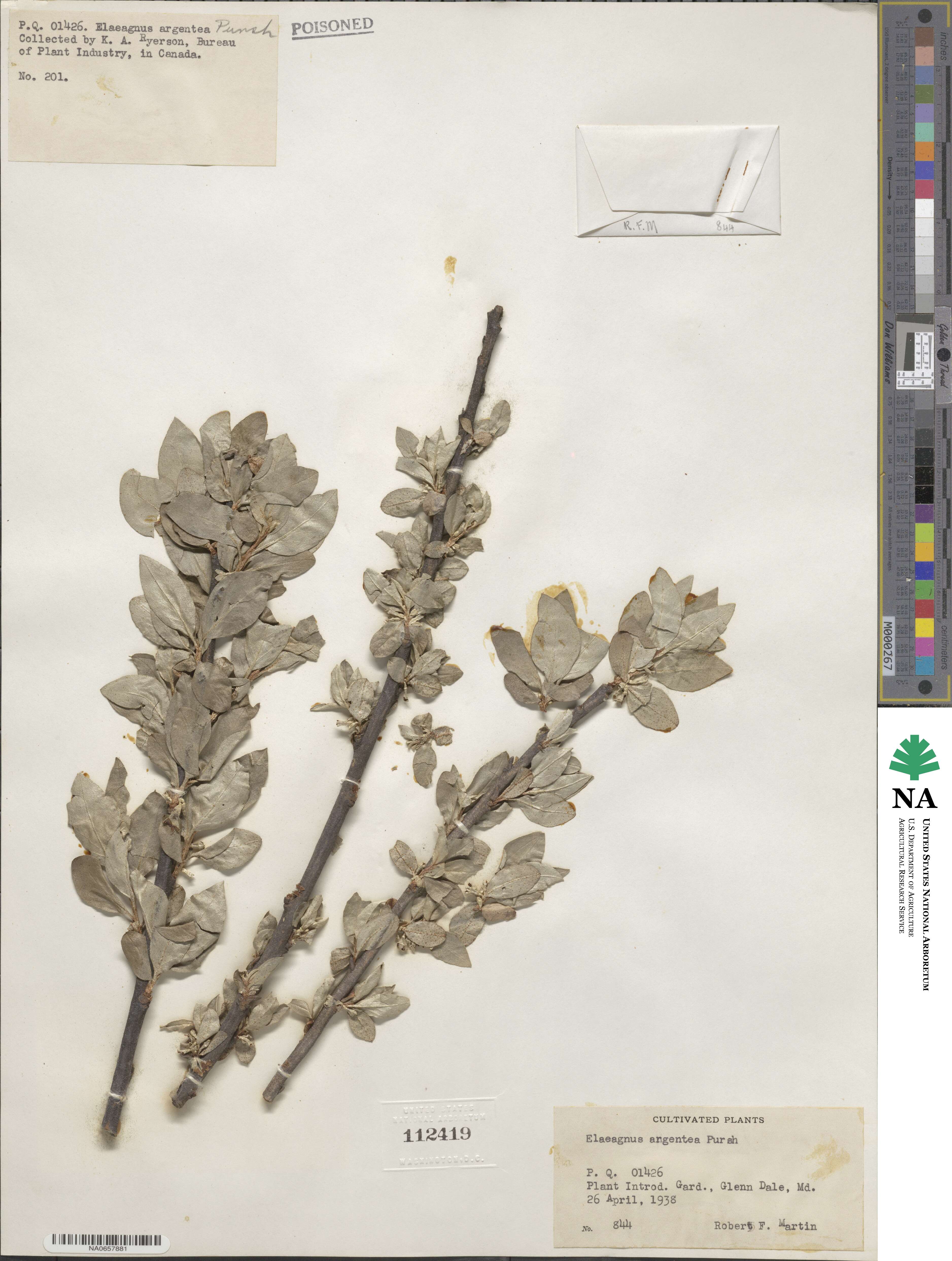 Shepherdia argentea image