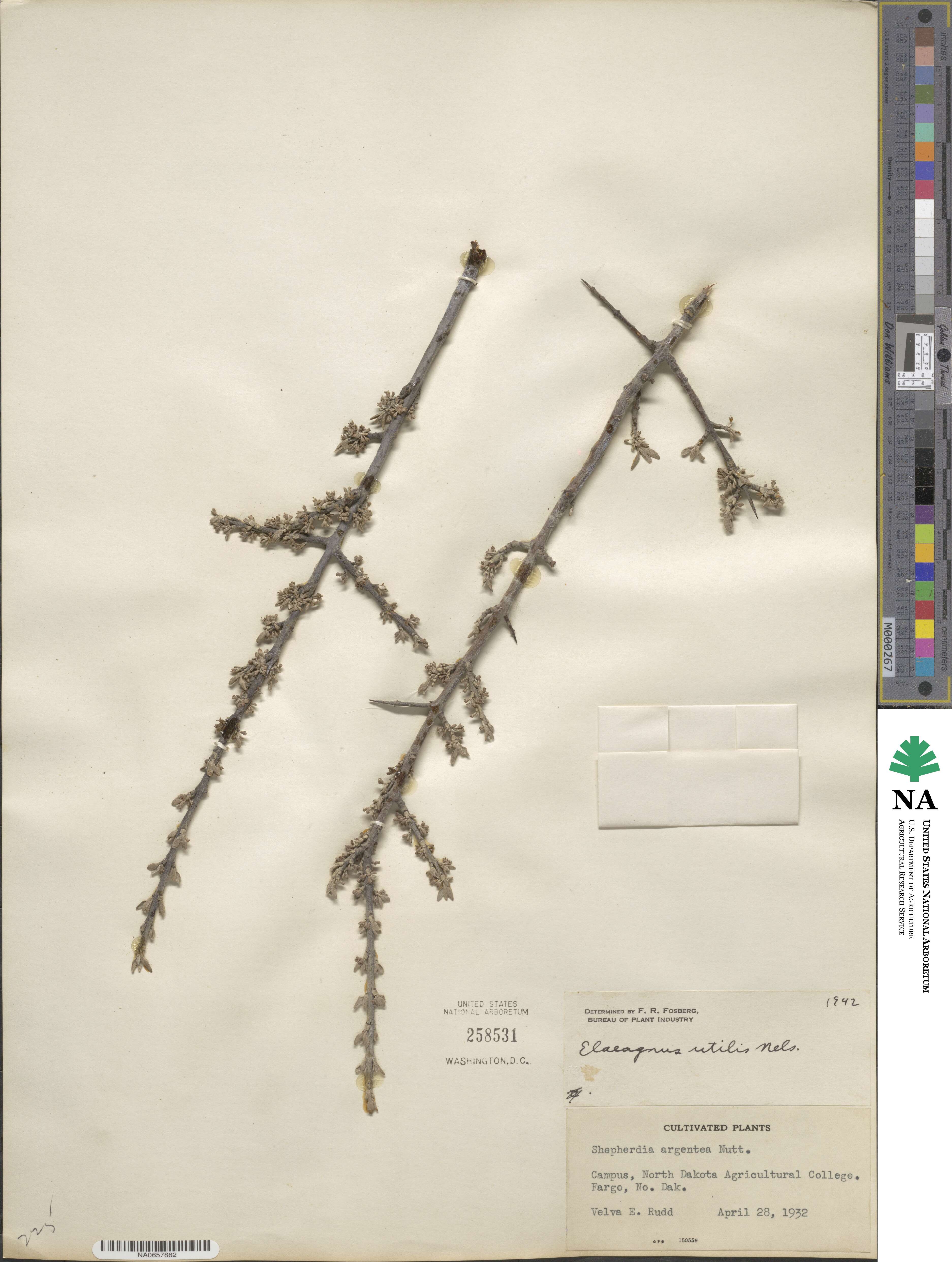 Shepherdia argentea image
