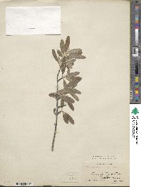 Shepherdia argentea image