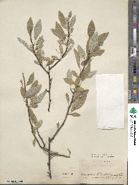 Elaeagnus umbellata image