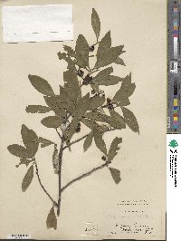 Elaeagnus umbellata image