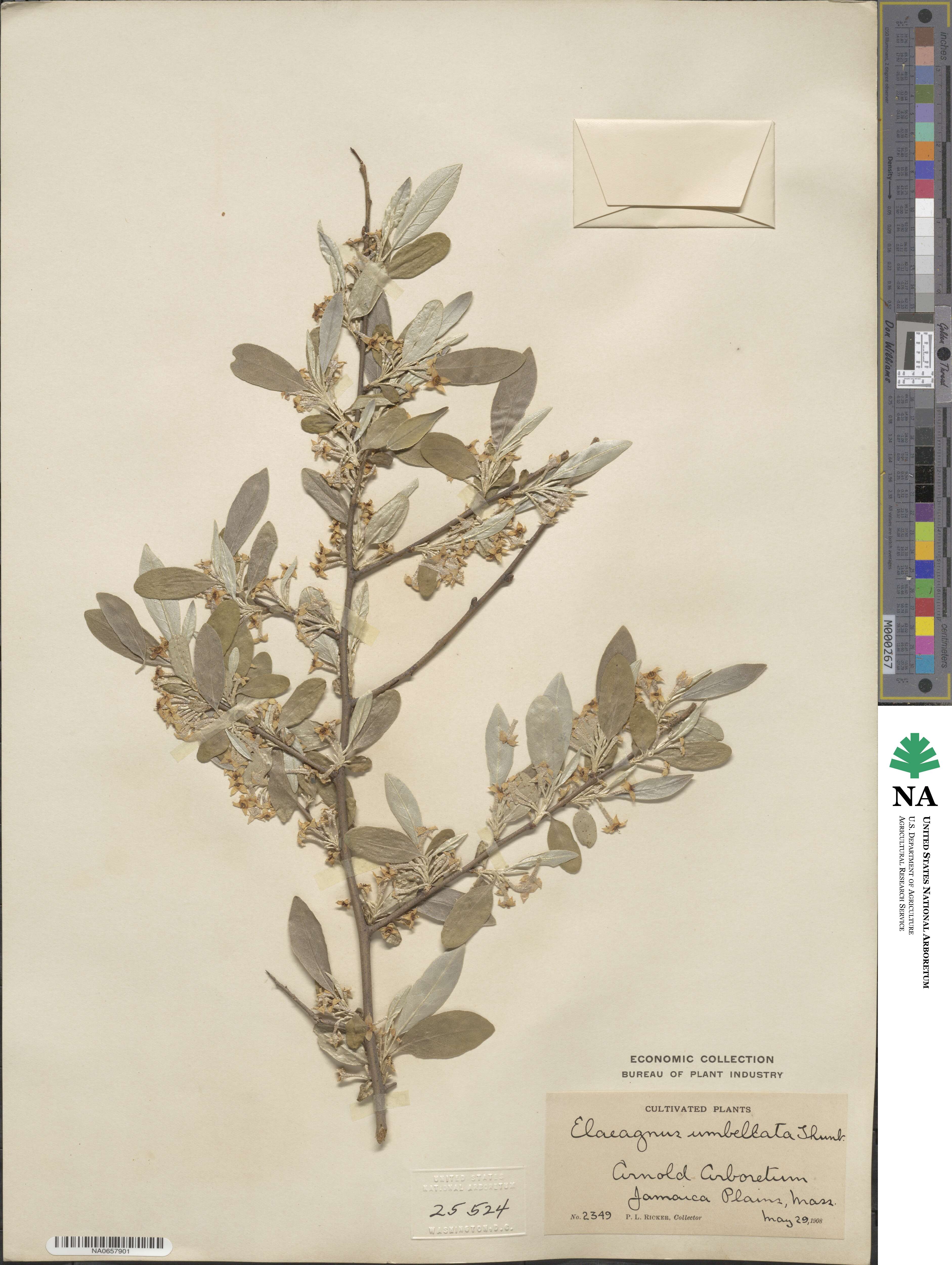 Elaeagnus umbellata image