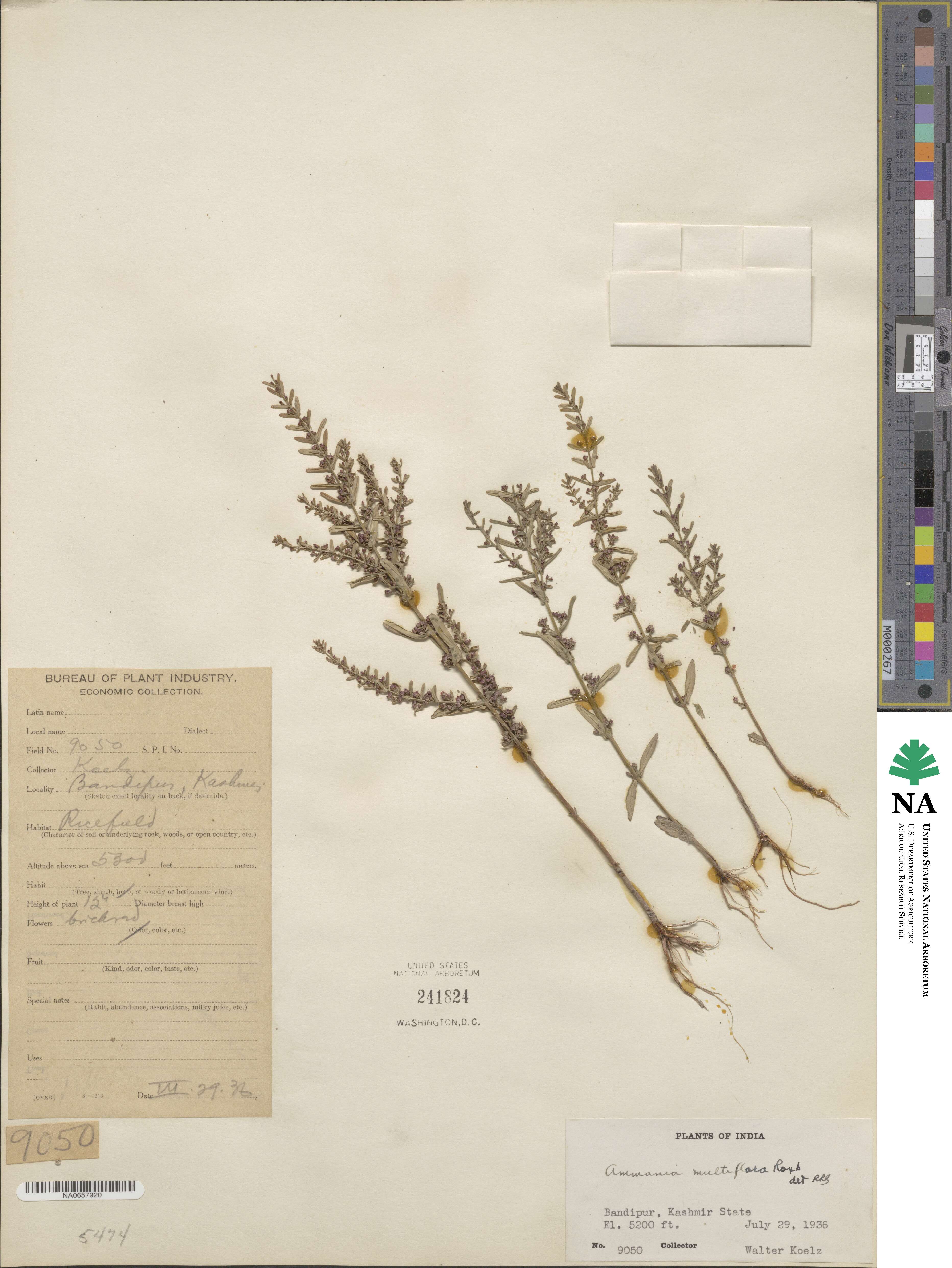 Ammannia auriculata image