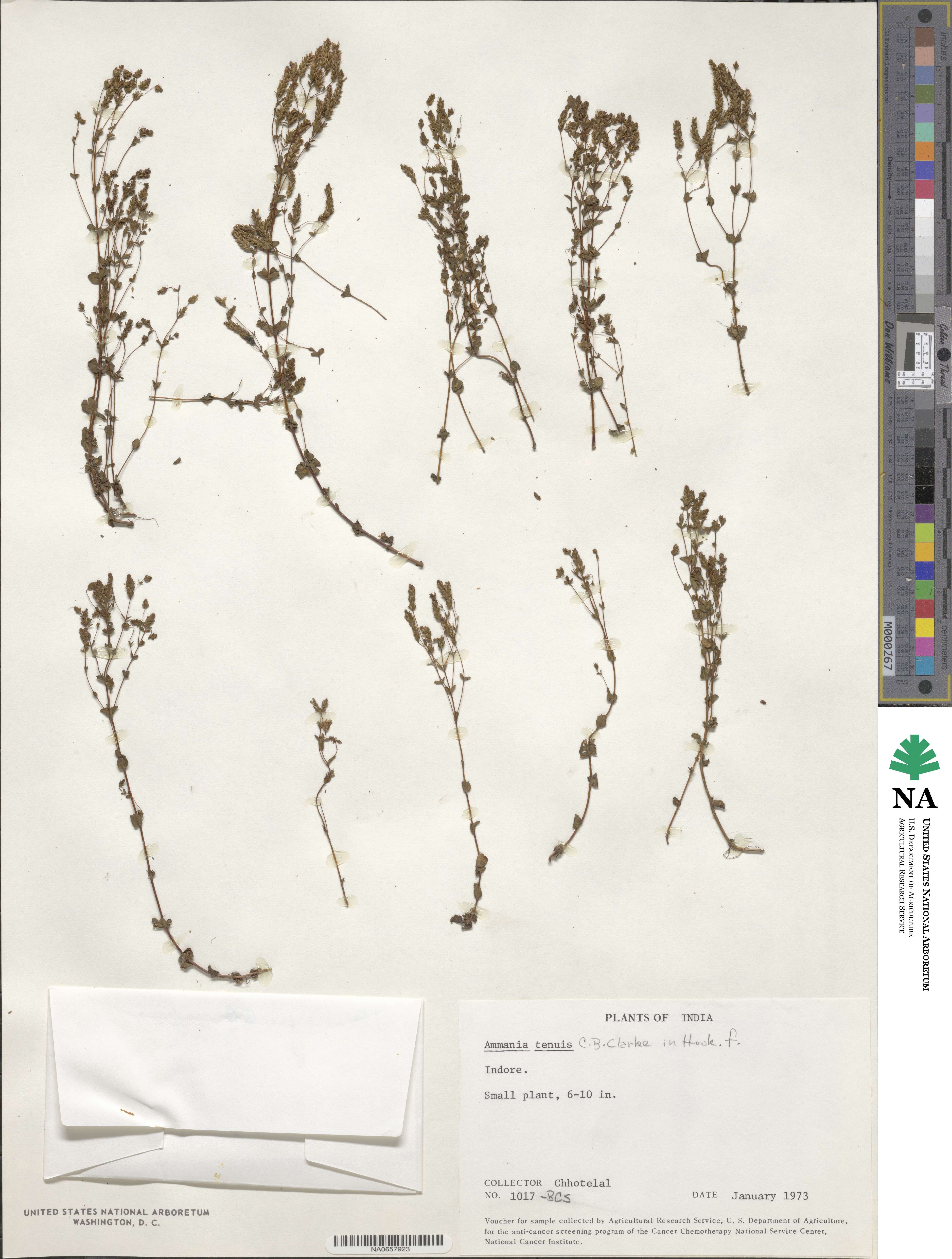 Rotala serpyllifolia image