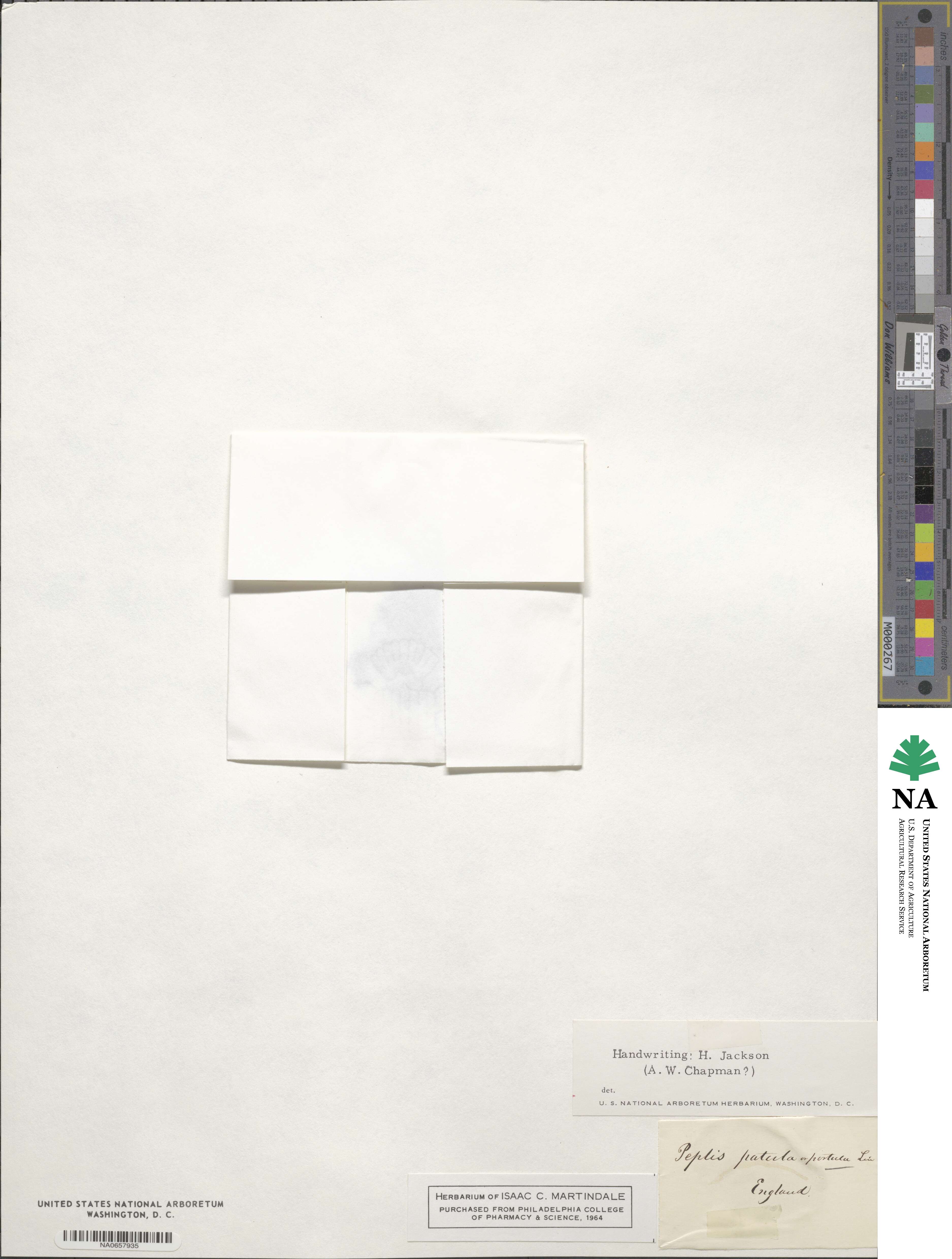 Lythrum portula image