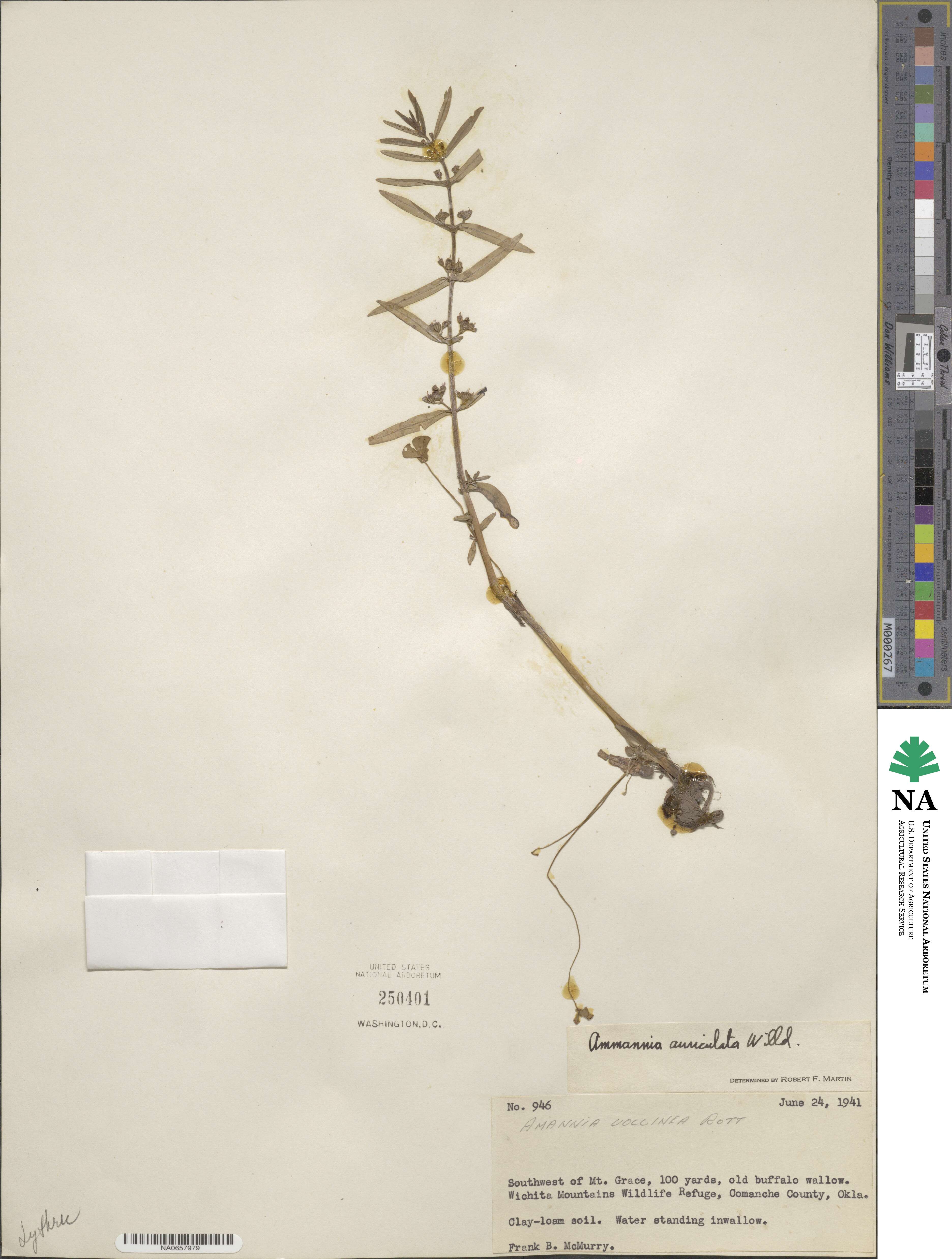 Ammannia auriculata image