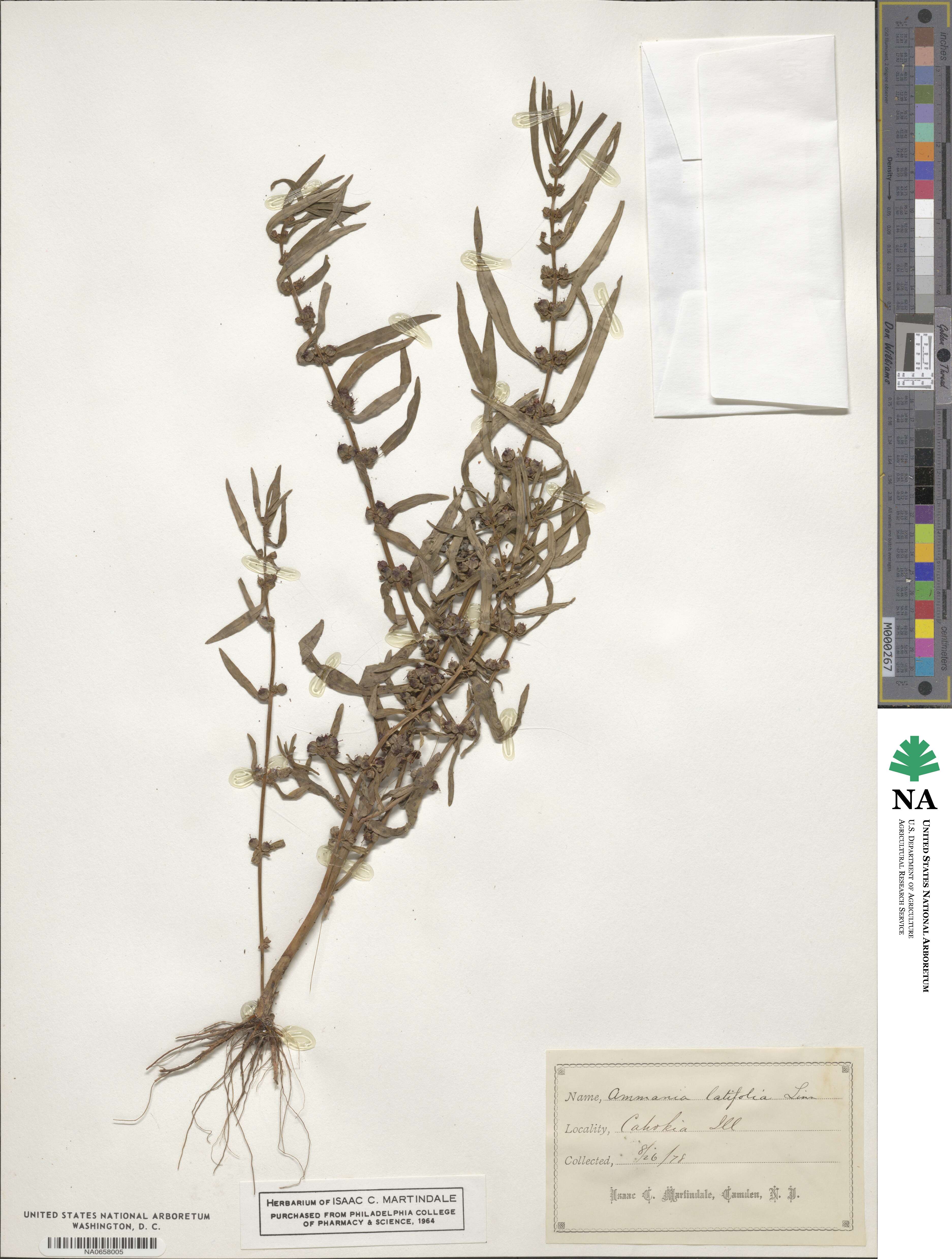 Ammannia latifolia image