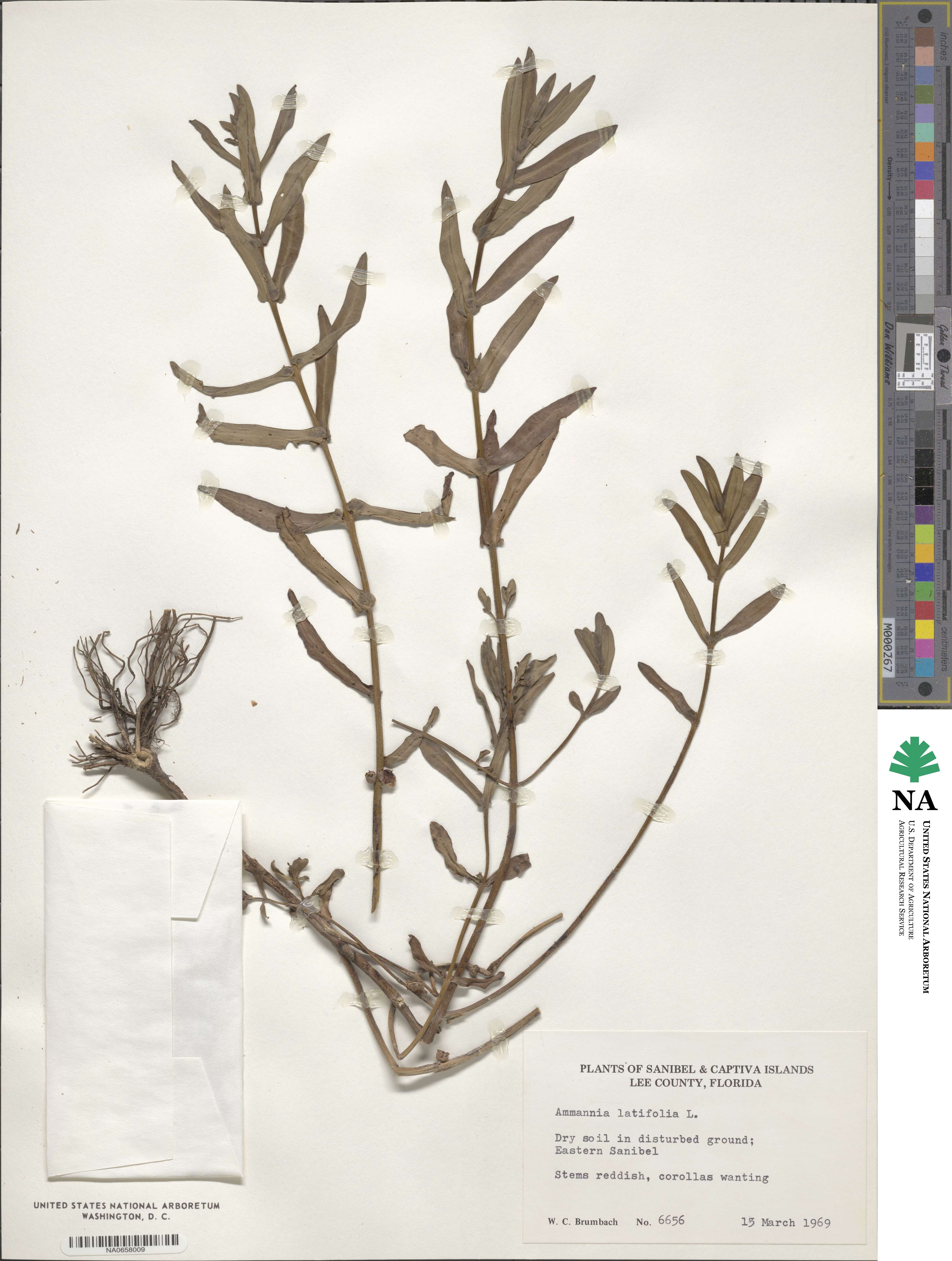 Ammannia latifolia image