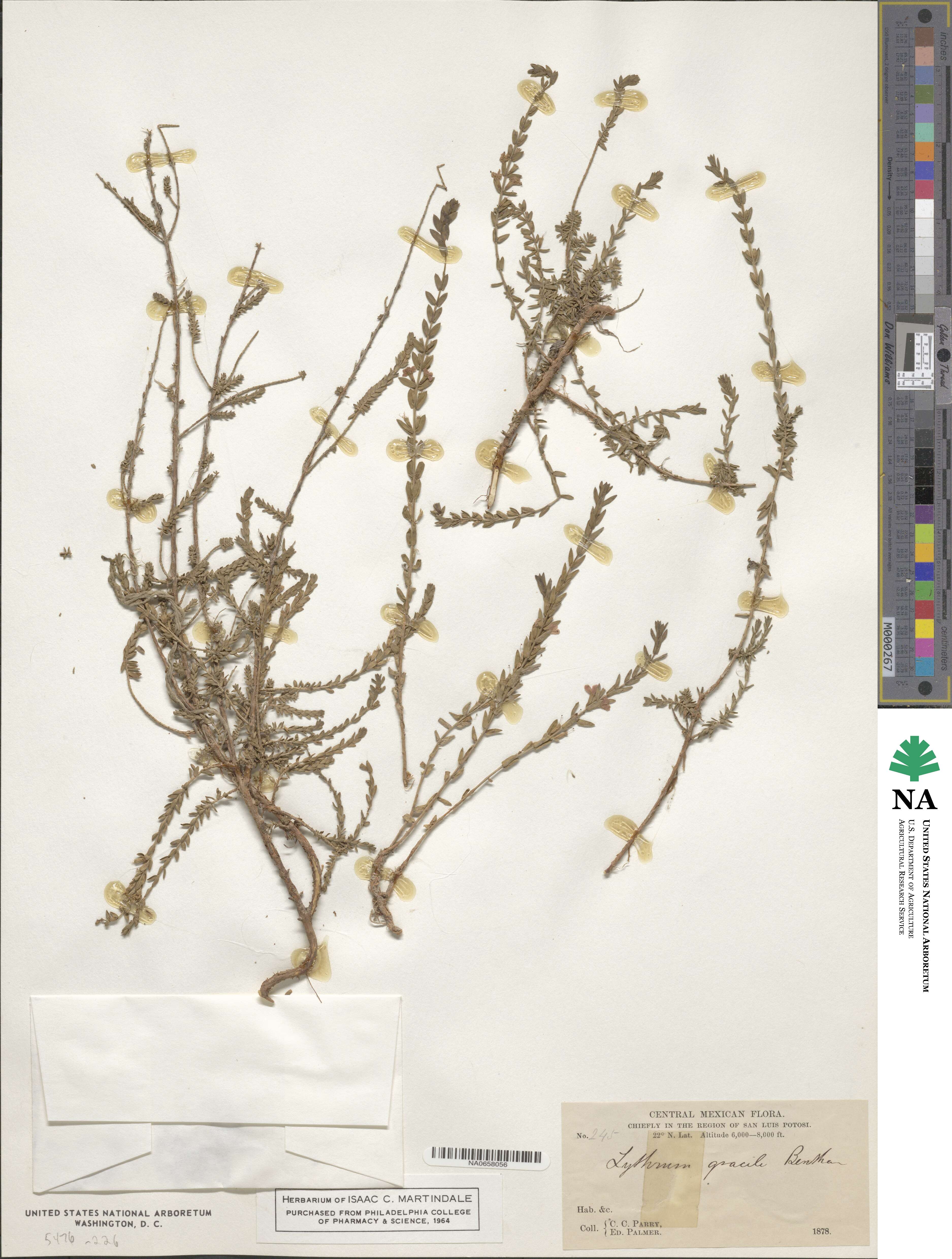 Lythrum gracile image