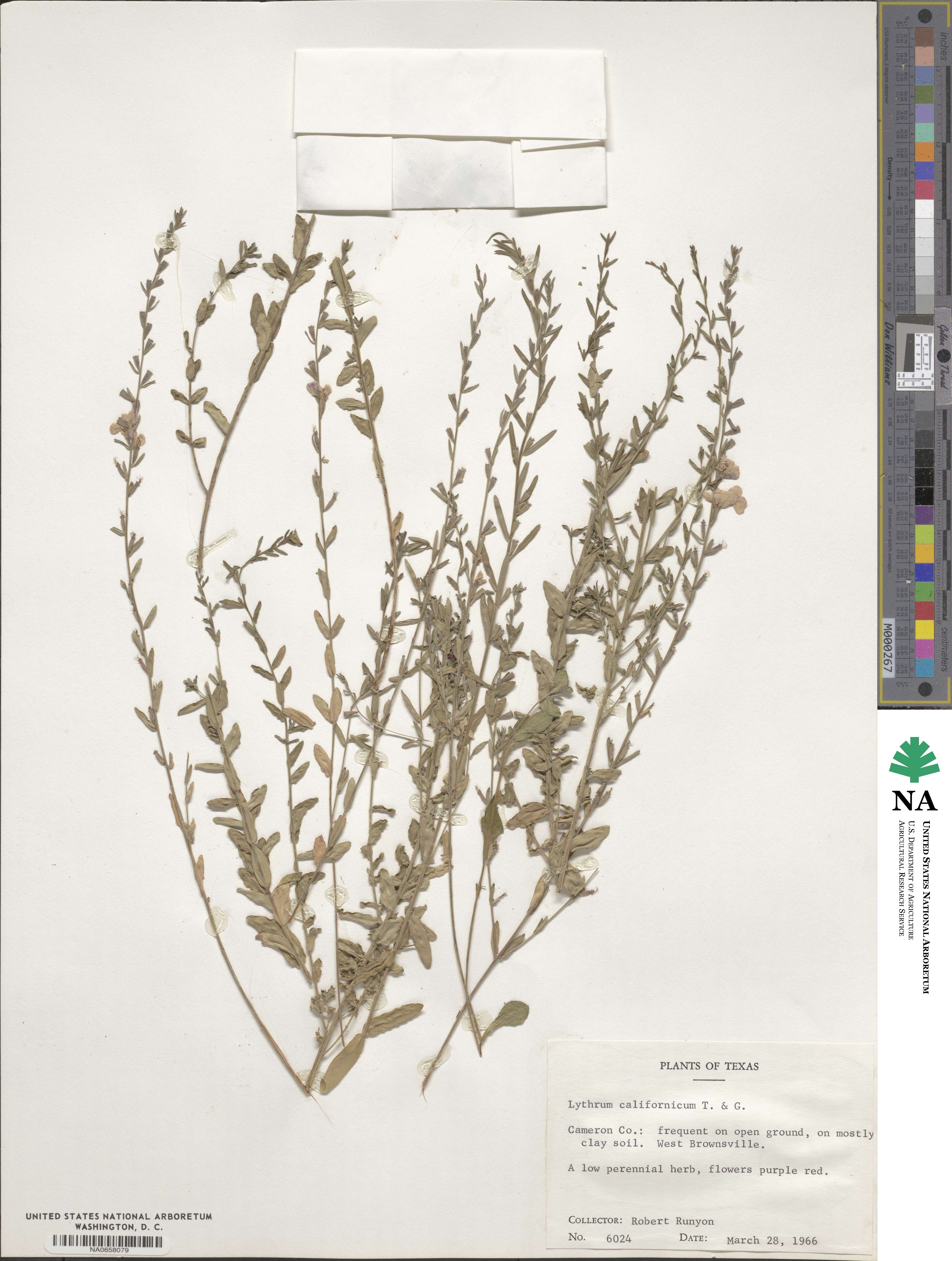 Lythrum californicum image