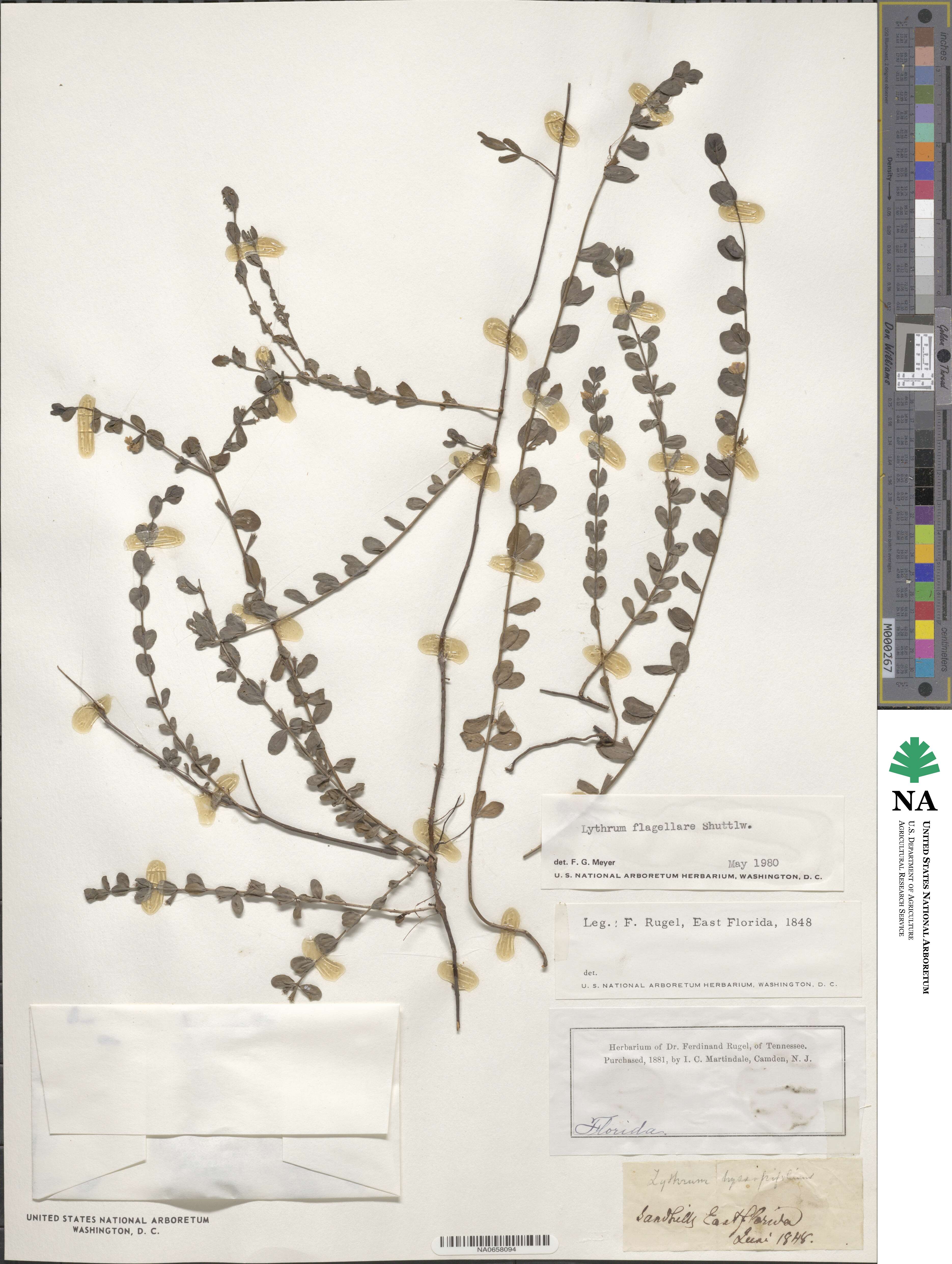 Lythrum flagellare image