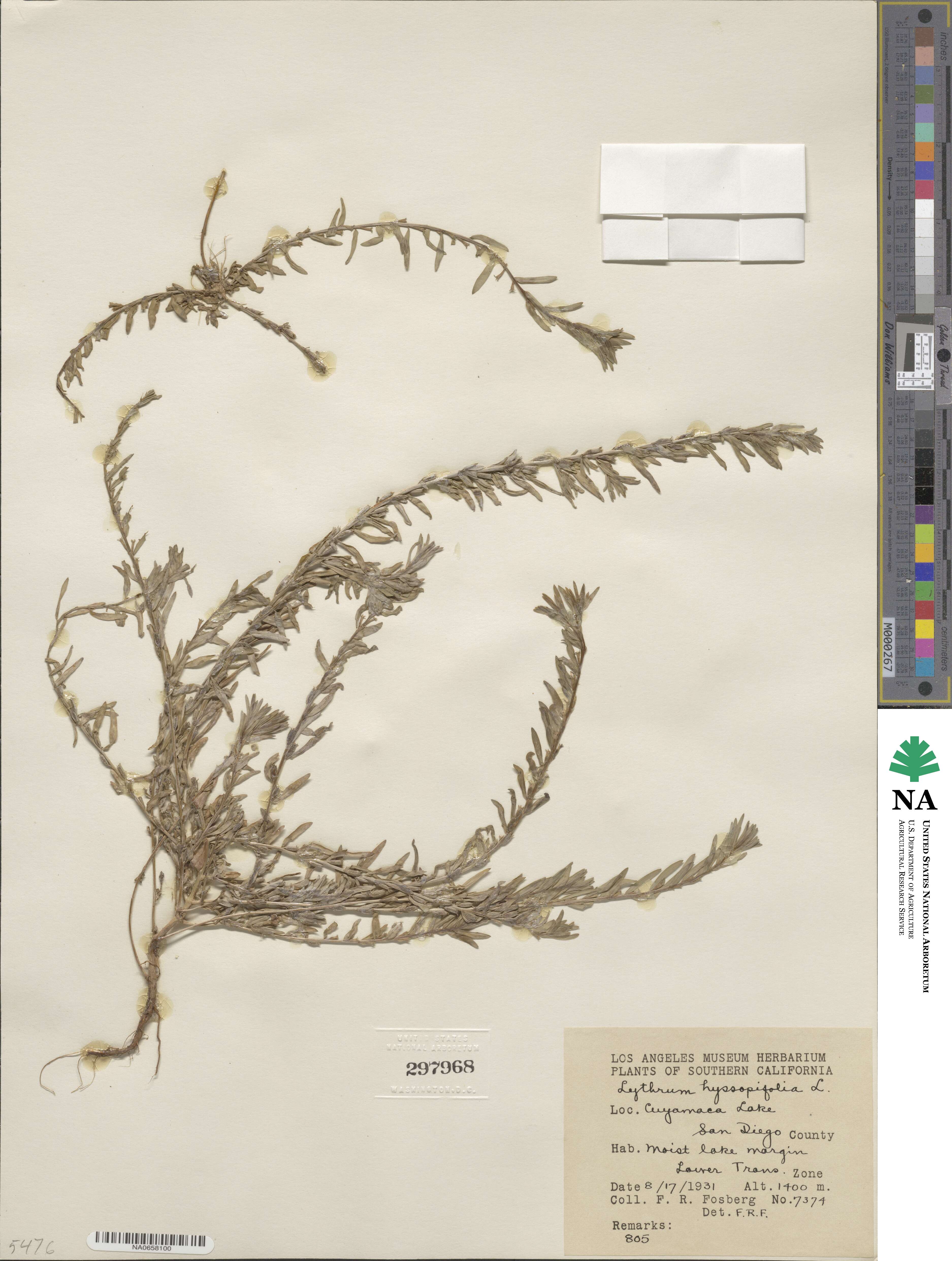 Lythrum hyssopifolia image