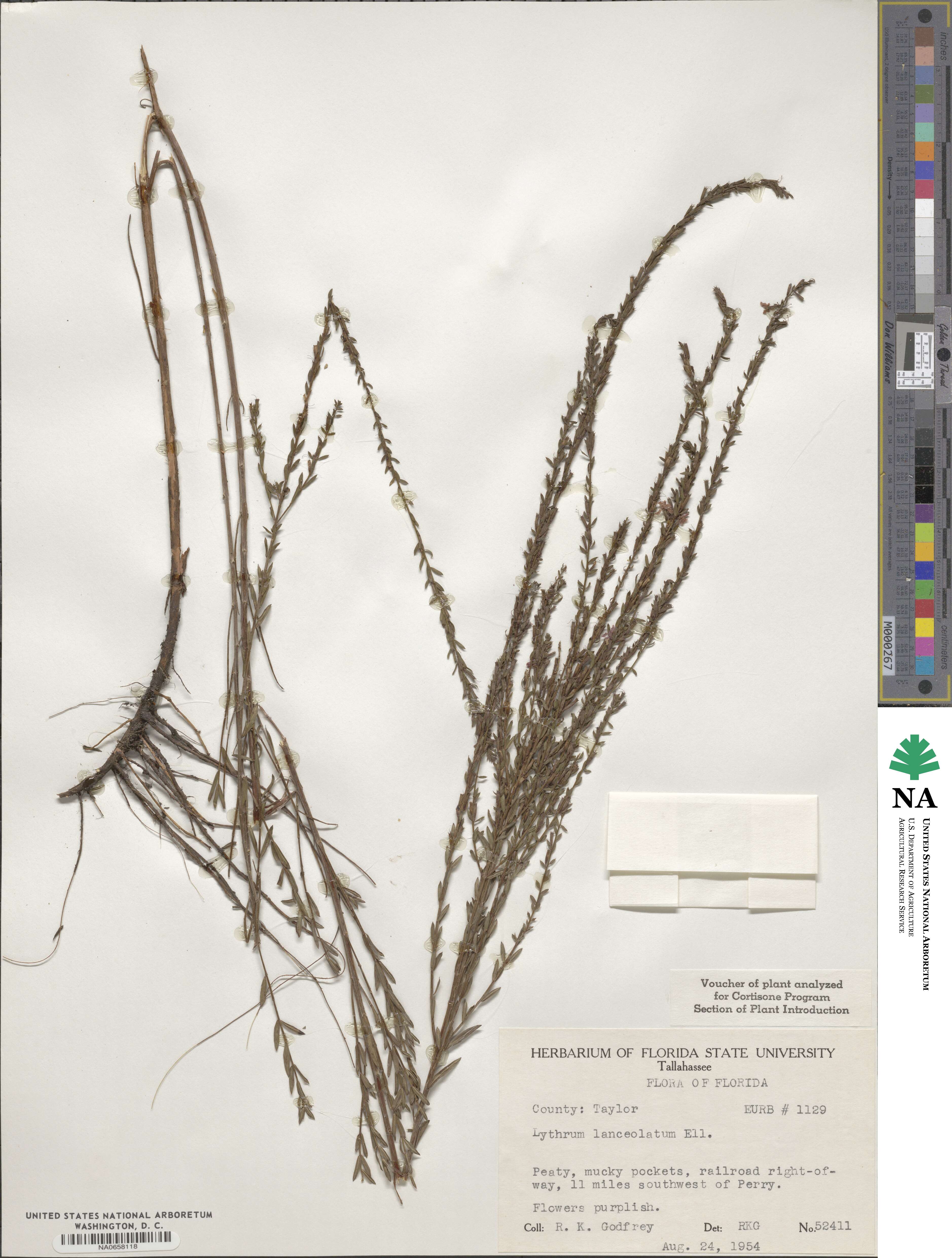 Lythrum alatum var. lanceolatum image