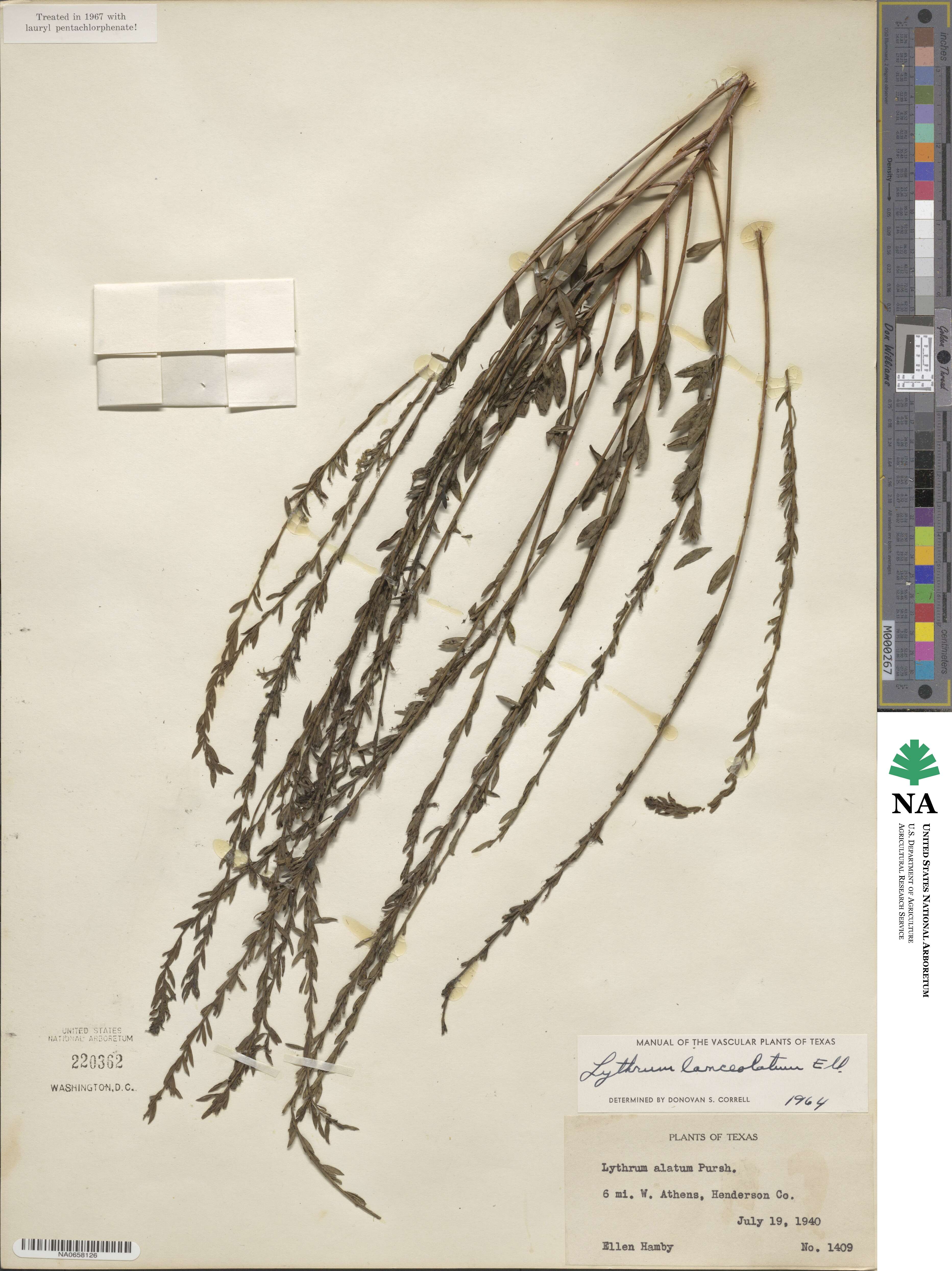 Lythrum alatum var. lanceolatum image