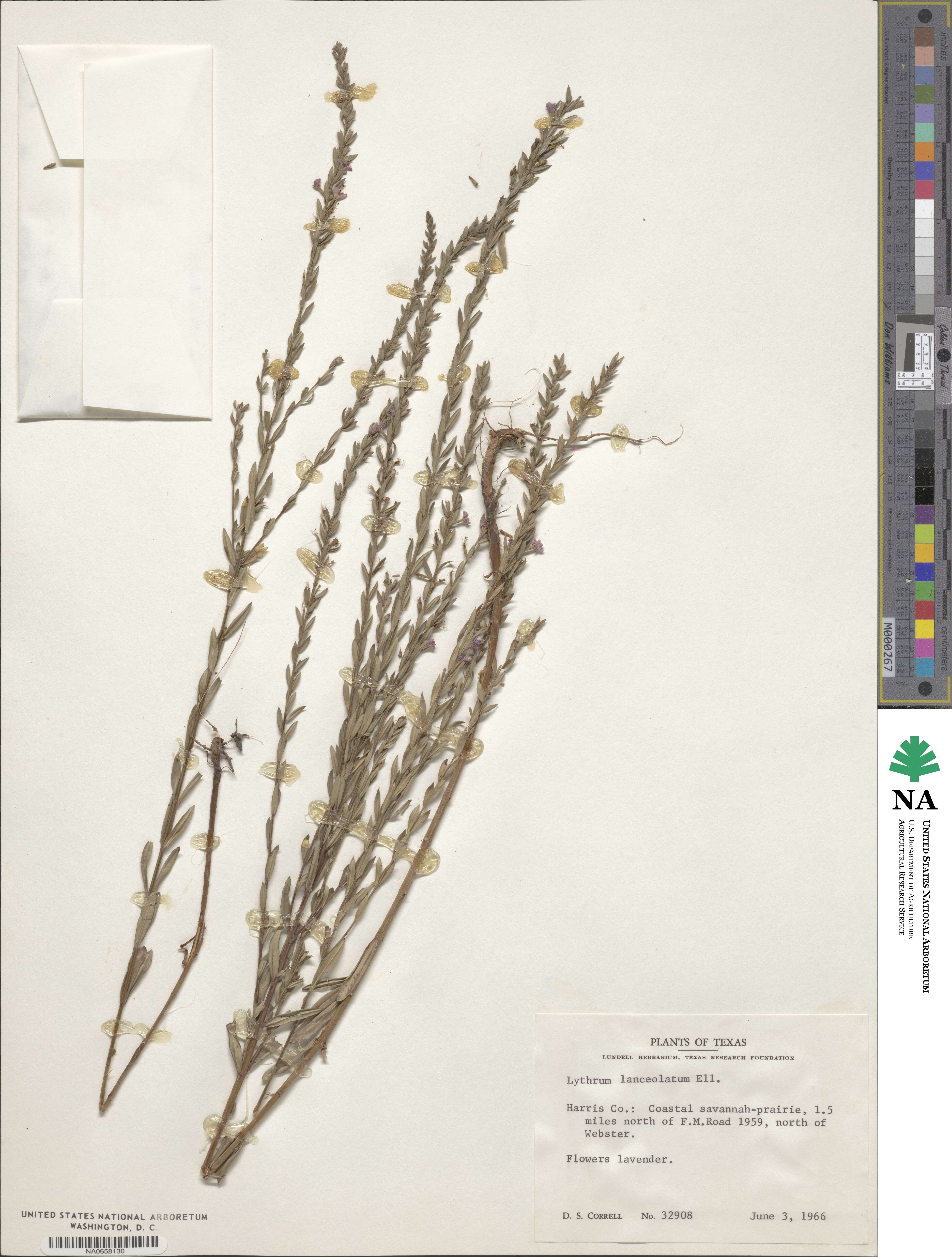 Lythrum alatum image