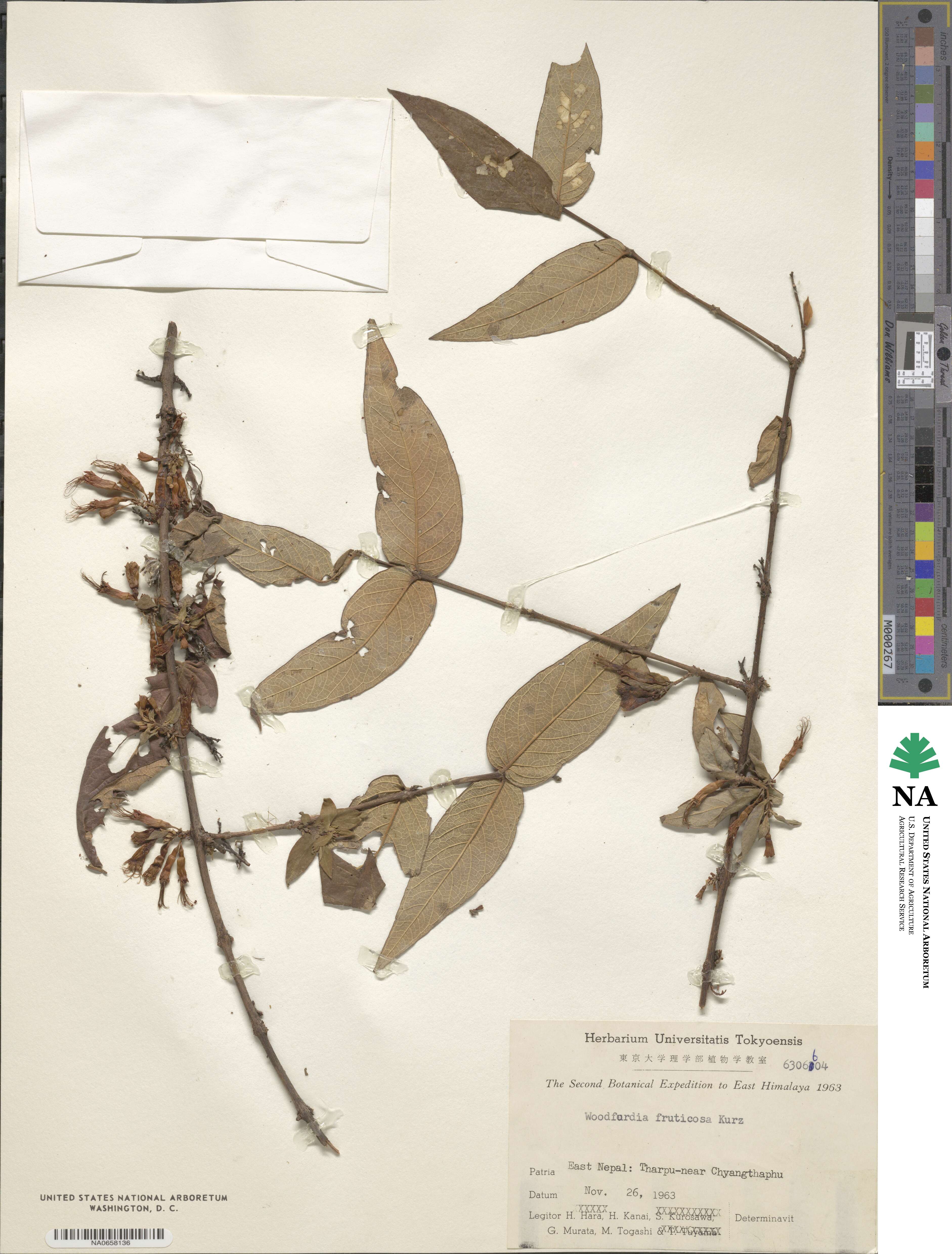 Woodfordia fruticosa image