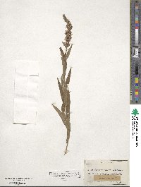 Lythrum salicaria image