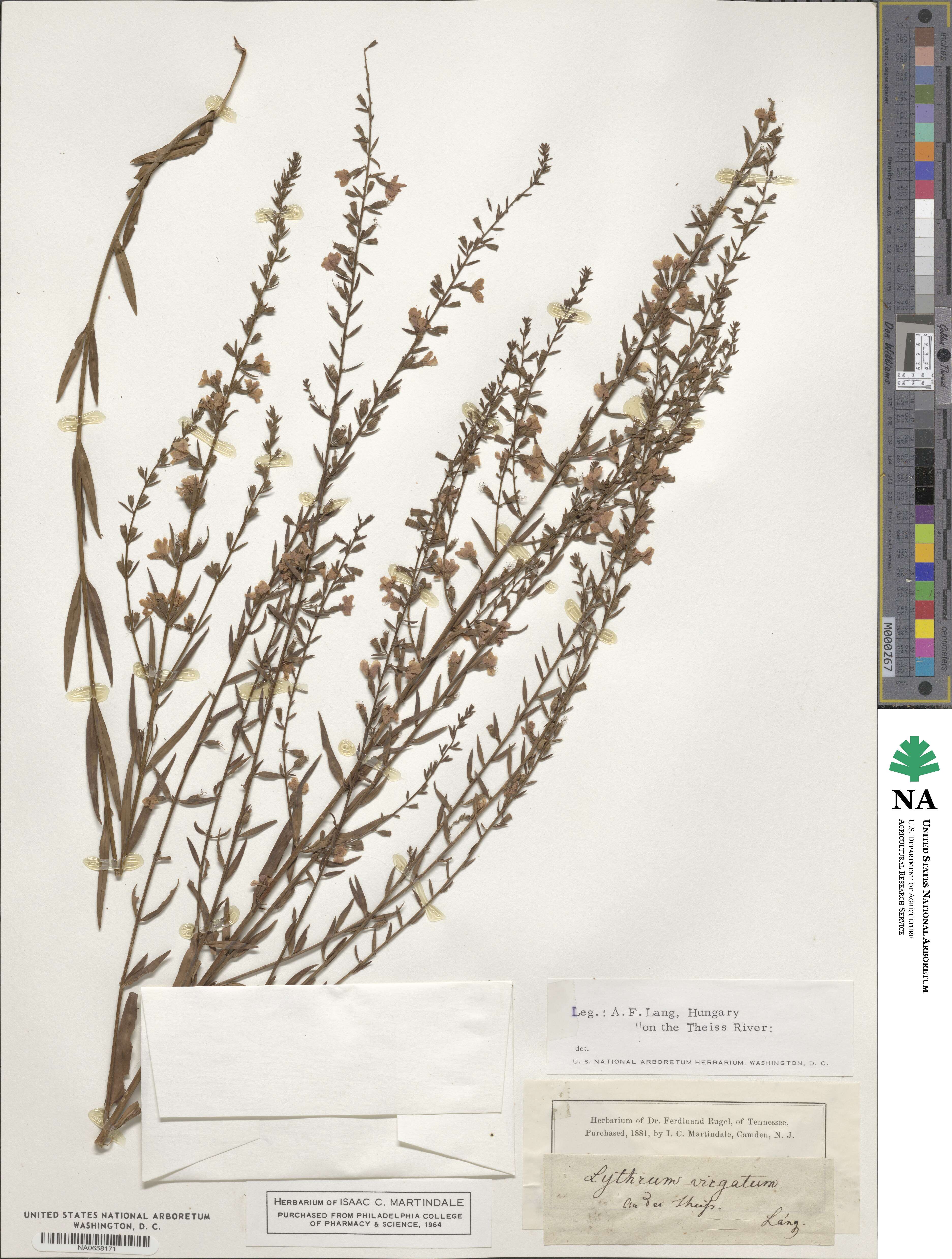 Lythrum virgatum image