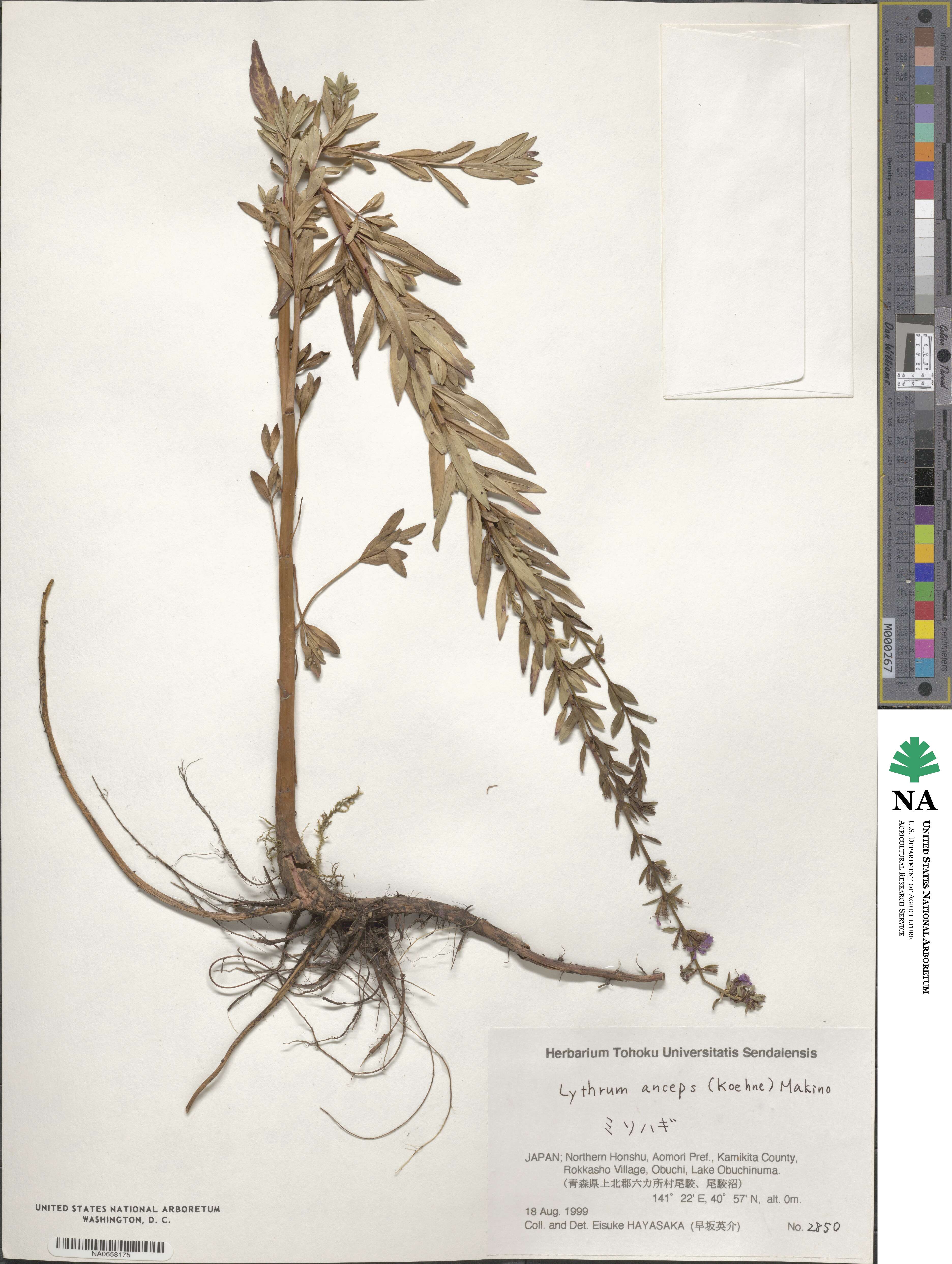 Lythrum salicaria subsp. intermedium image