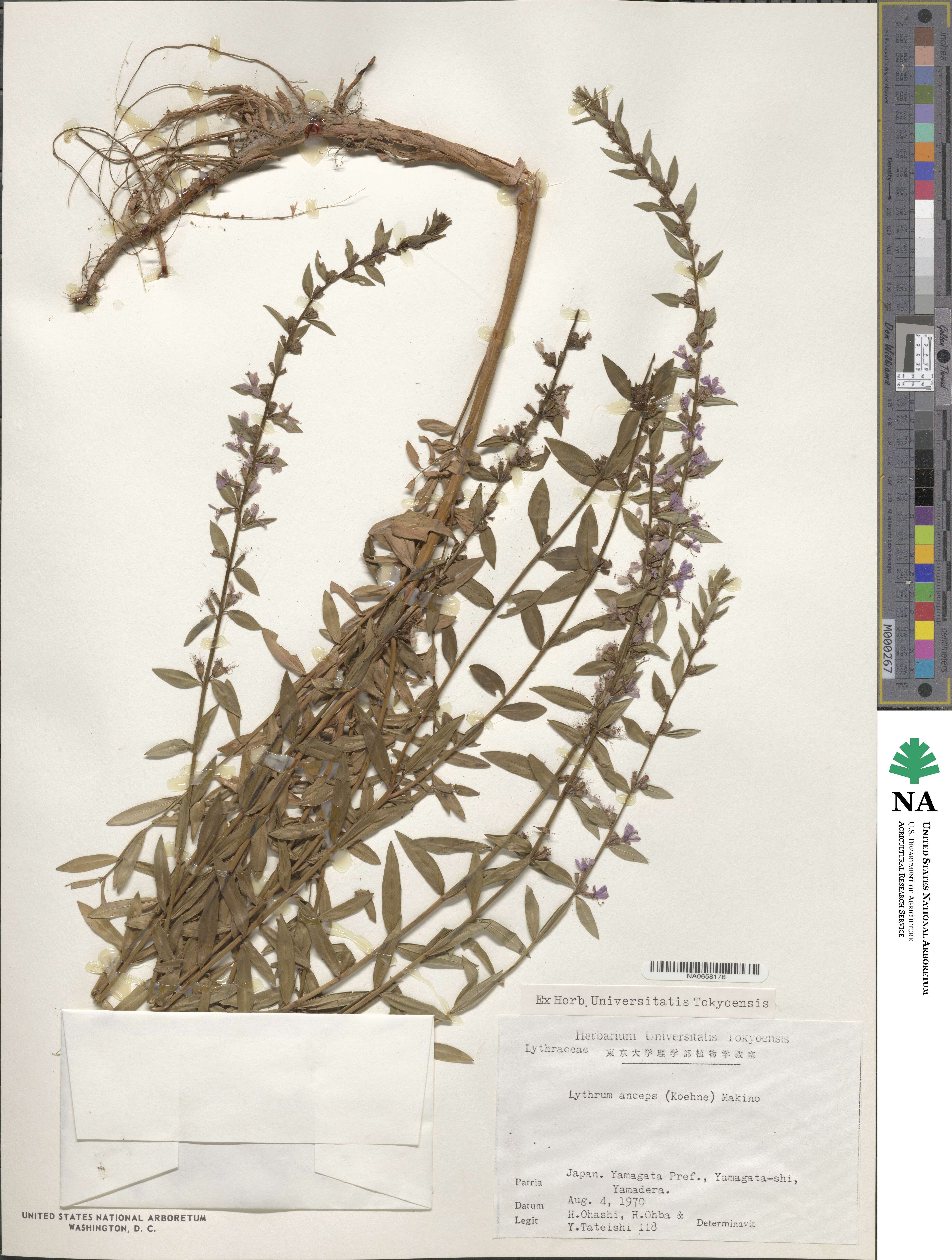 Lythrum salicaria subsp. intermedium image