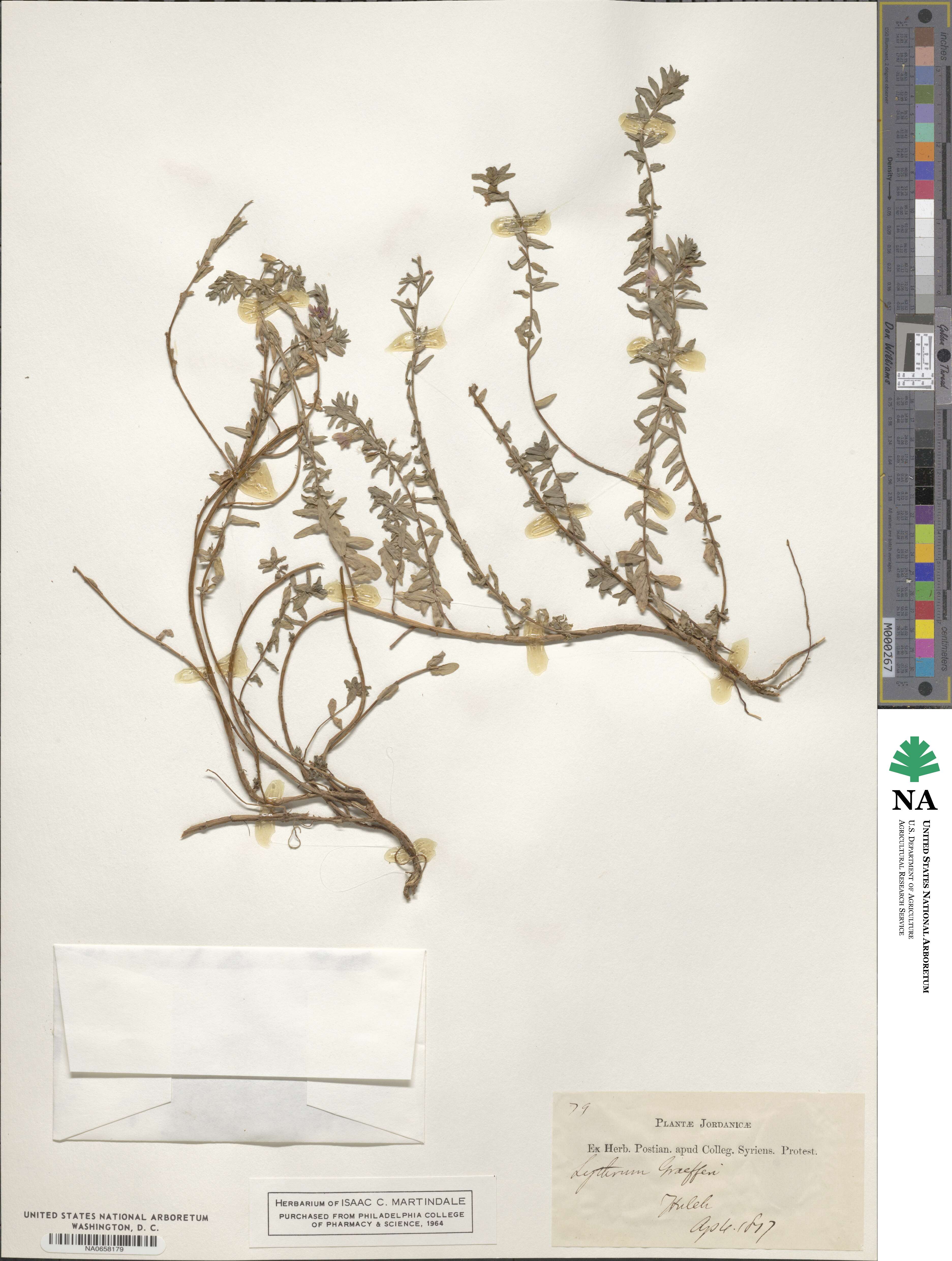 Lythrum graefferi image