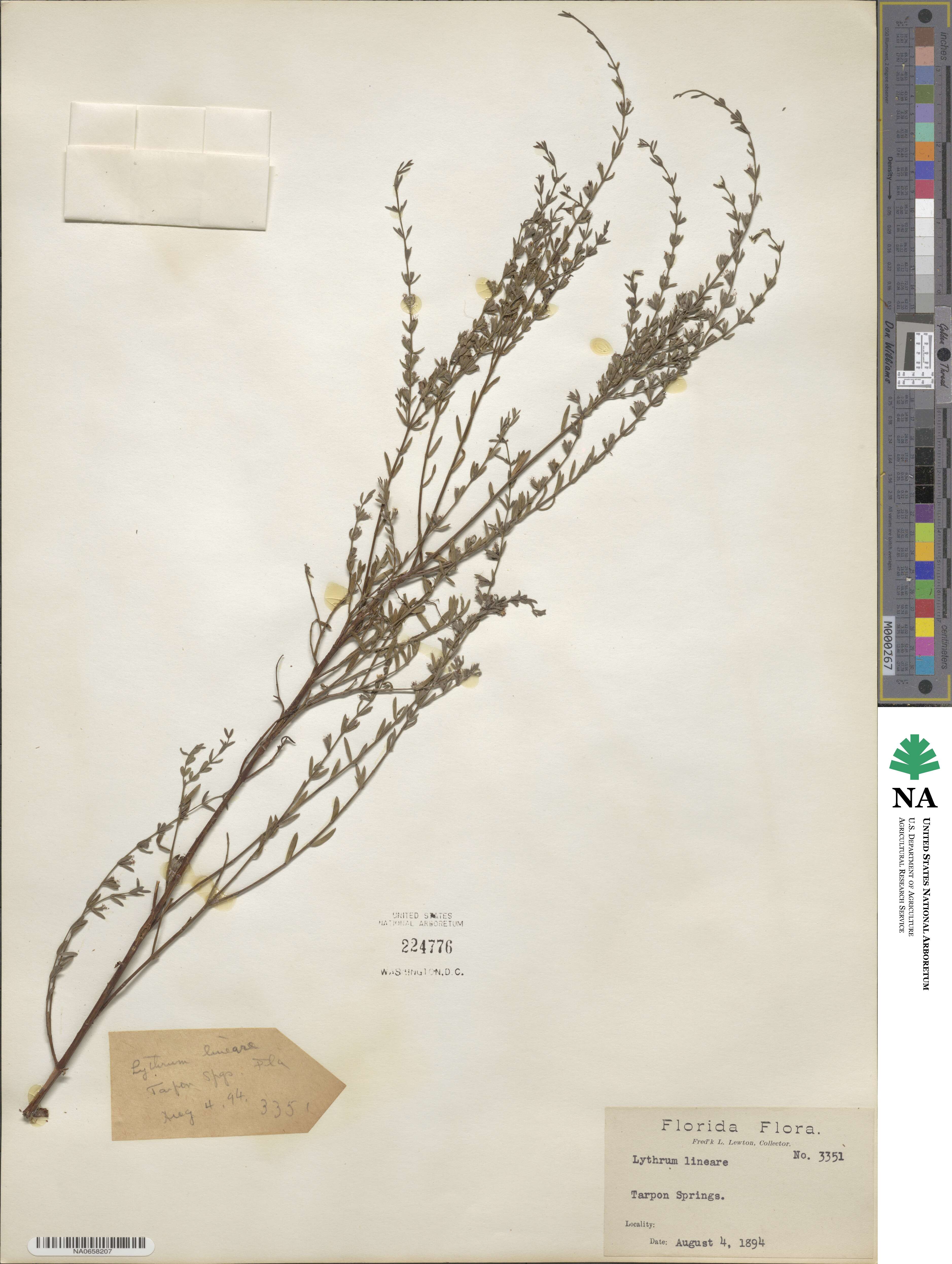 Lythrum lineare image