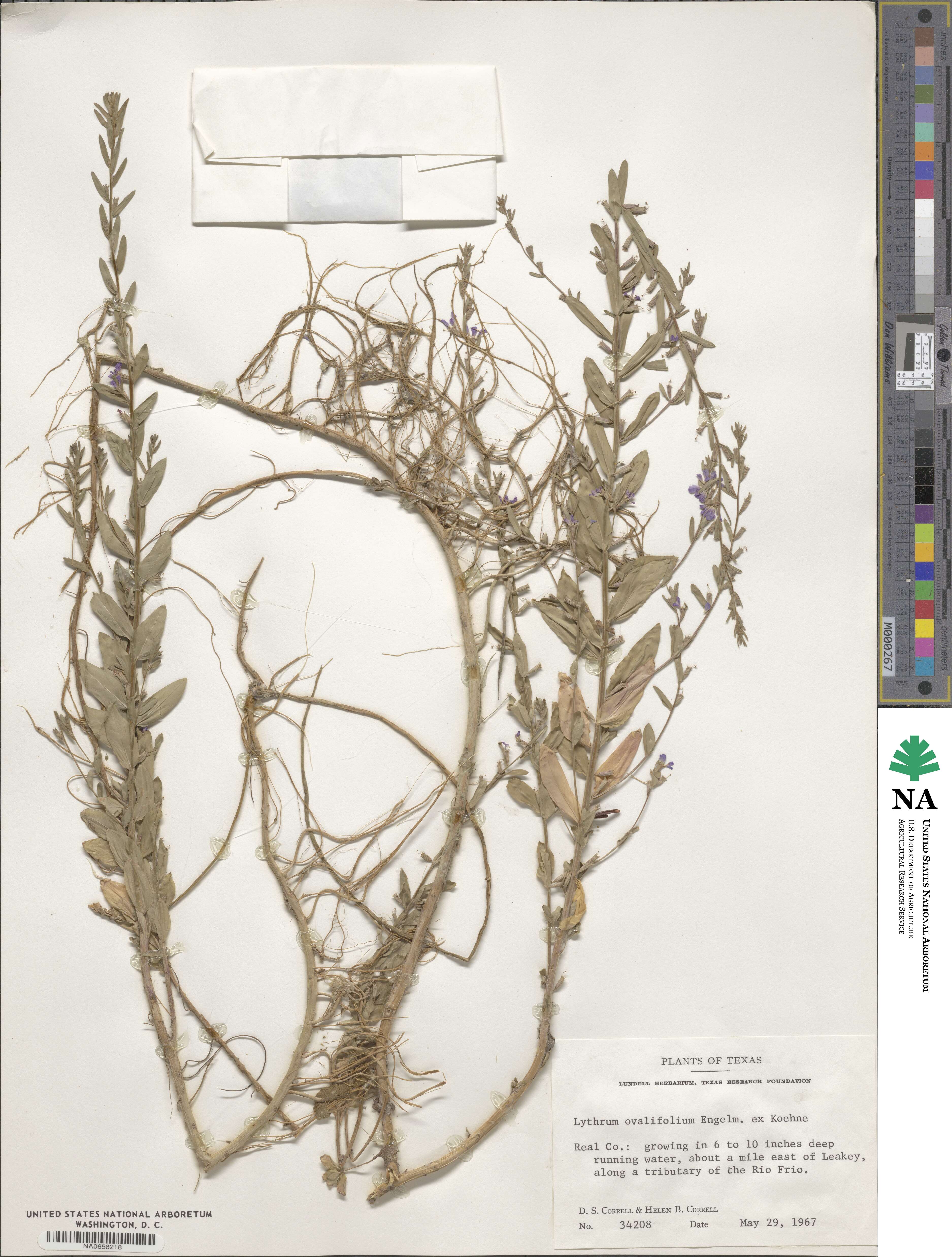 Lythrum ovalifolium image