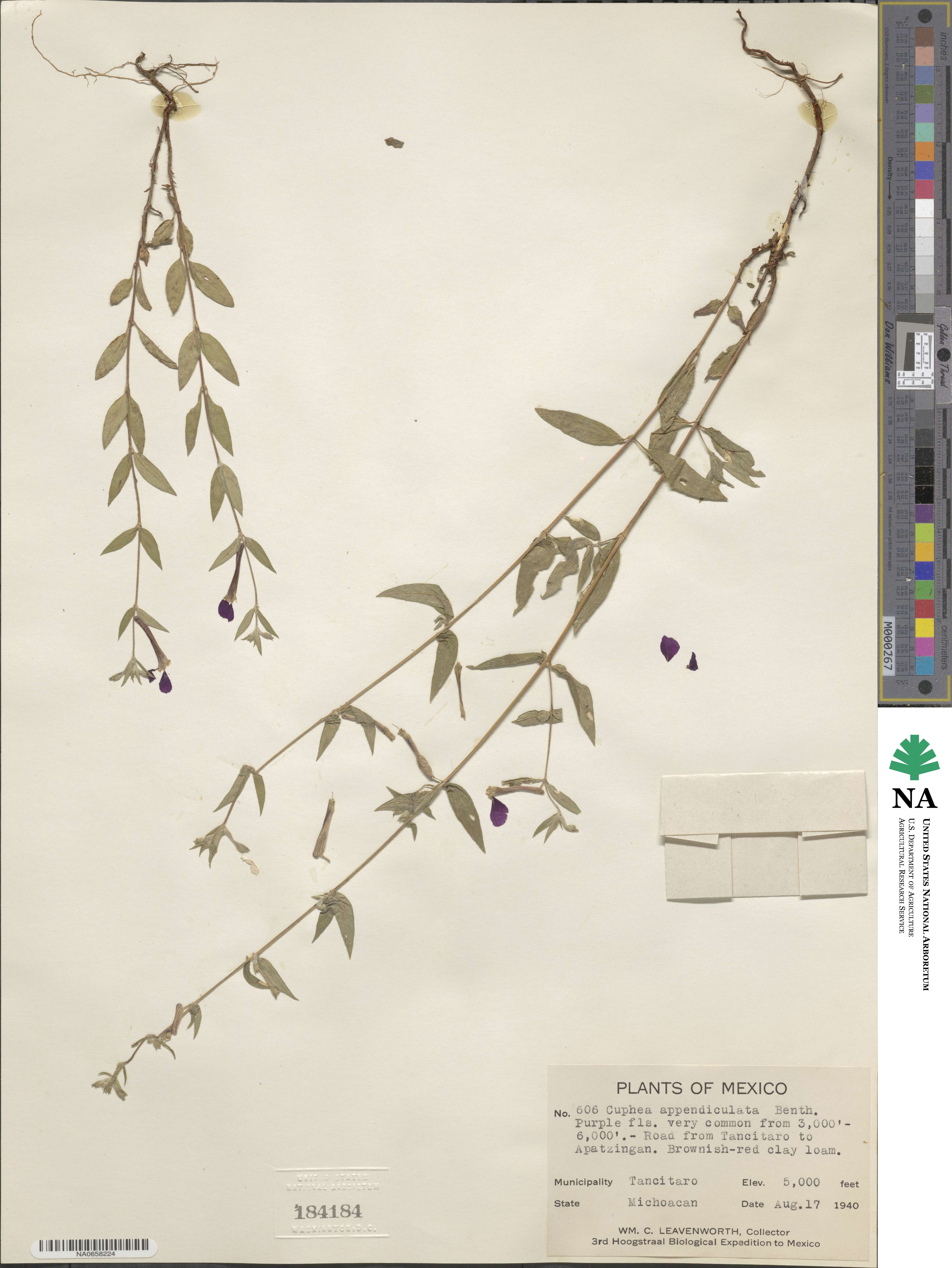 Cuphea appendiculata image