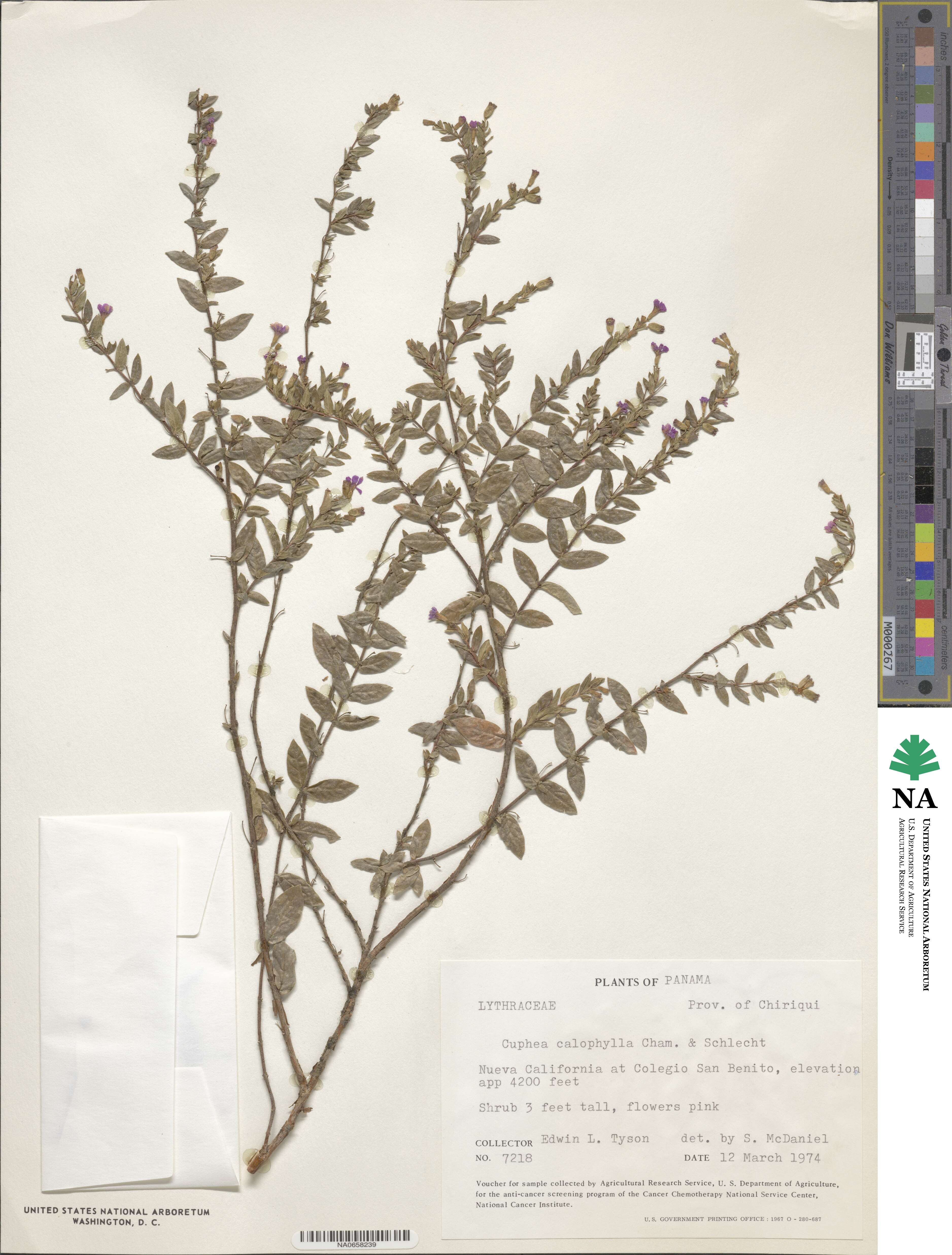 Cuphea calophylla image