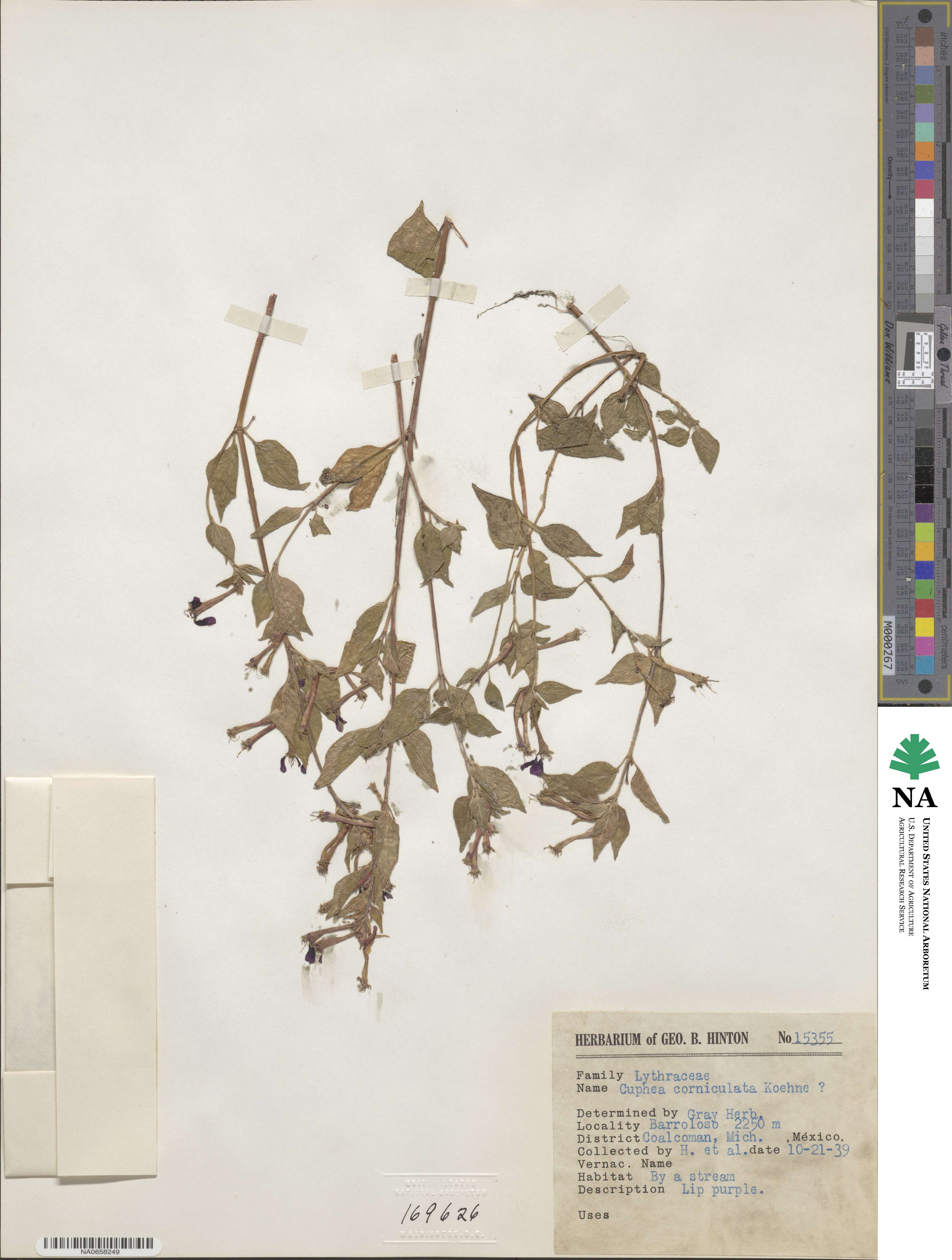 Cuphea calaminthifolia image