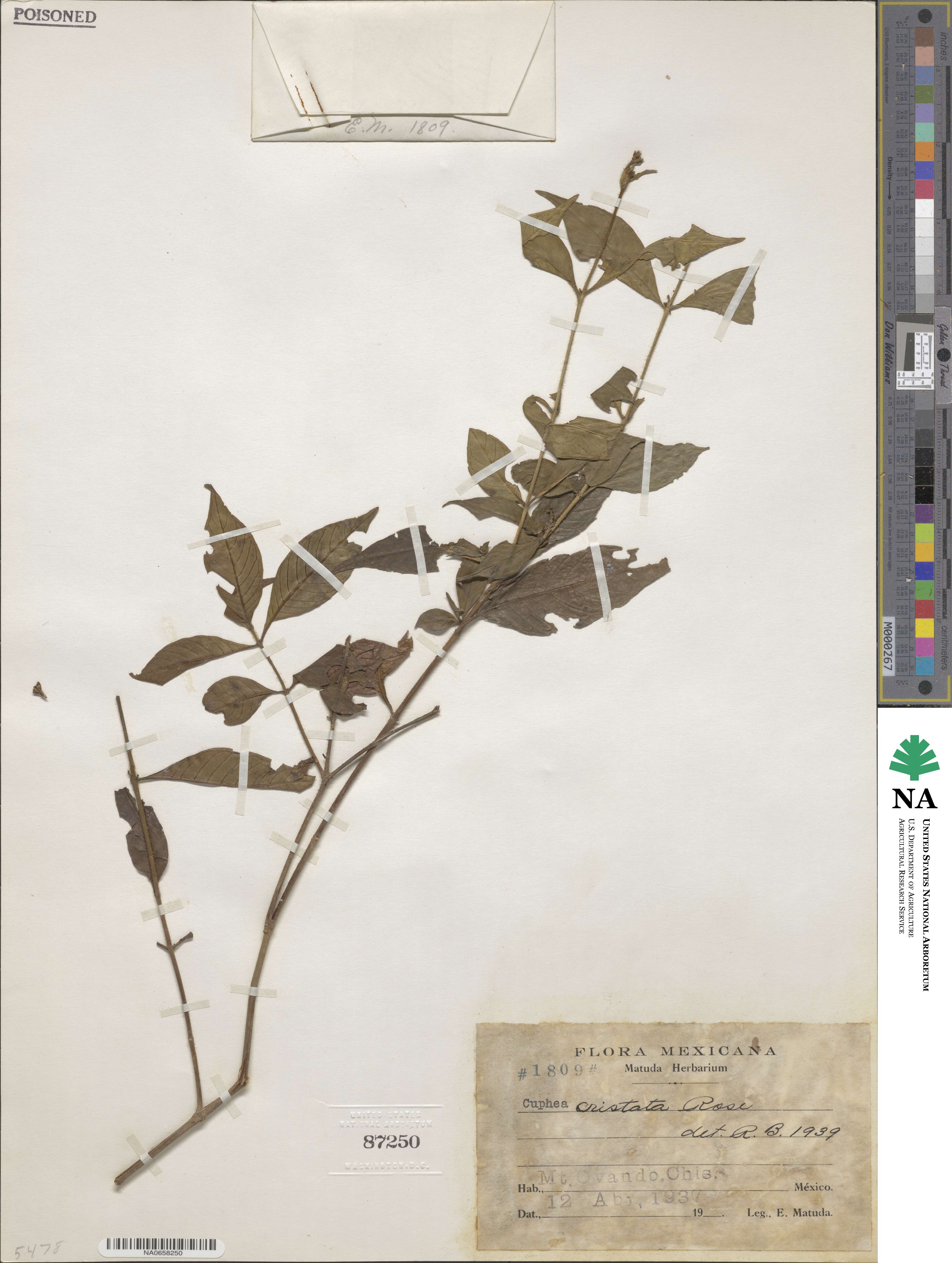 Cuphea cristata image