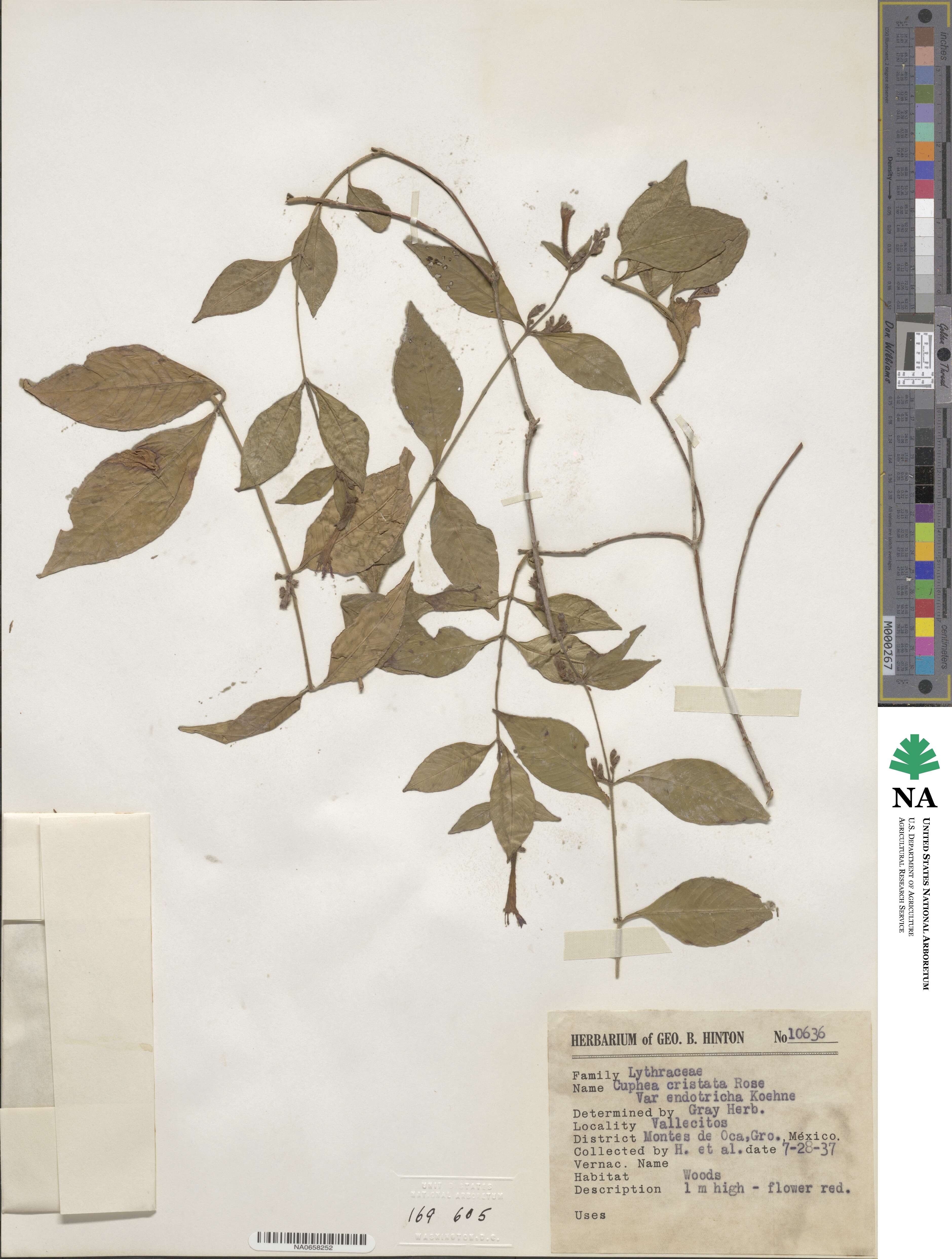 Cuphea cristata image