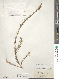 Lythrum graefferi image