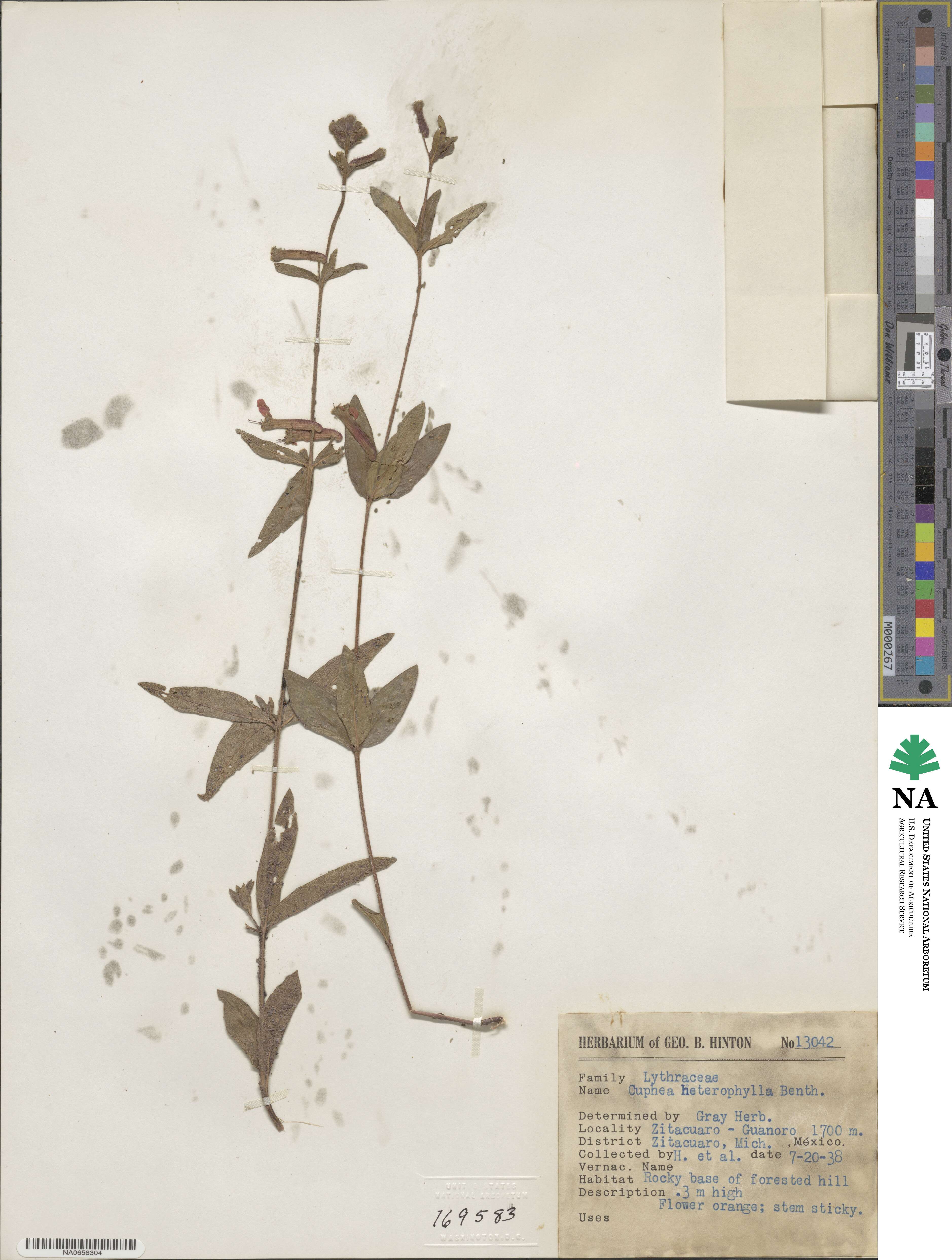 Cuphea heterophylla image