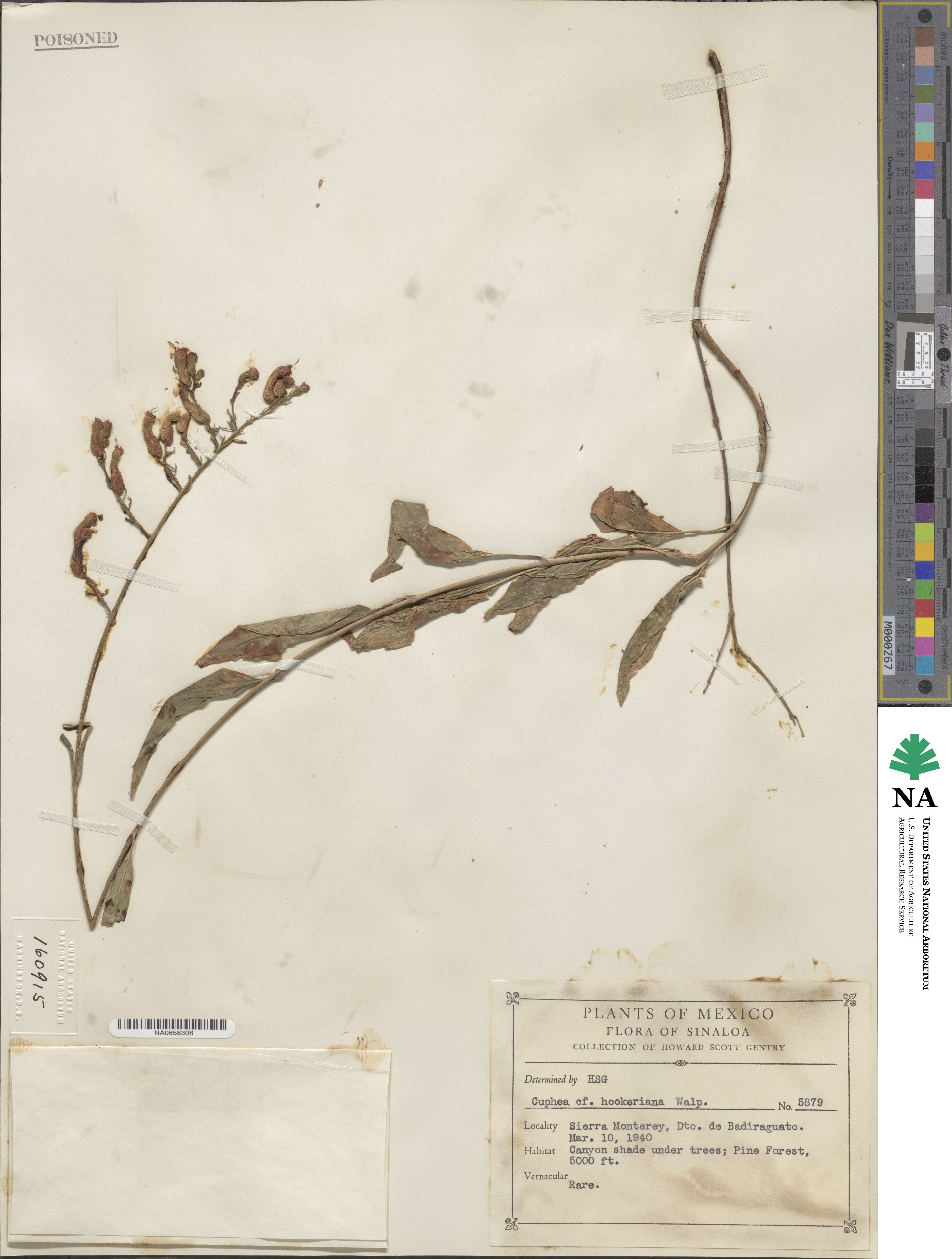 Cuphea hookeriana image
