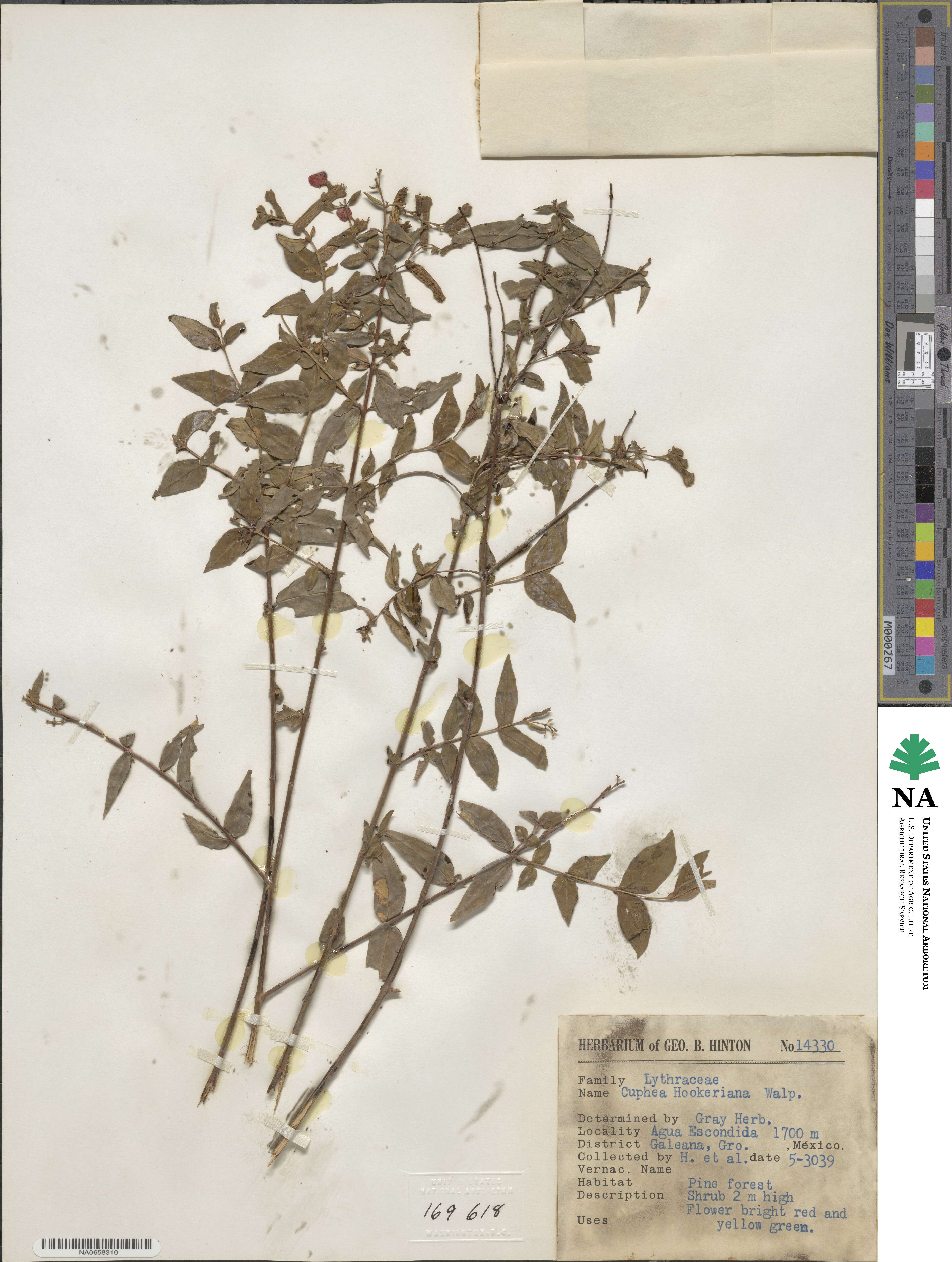 Cuphea hookeriana image