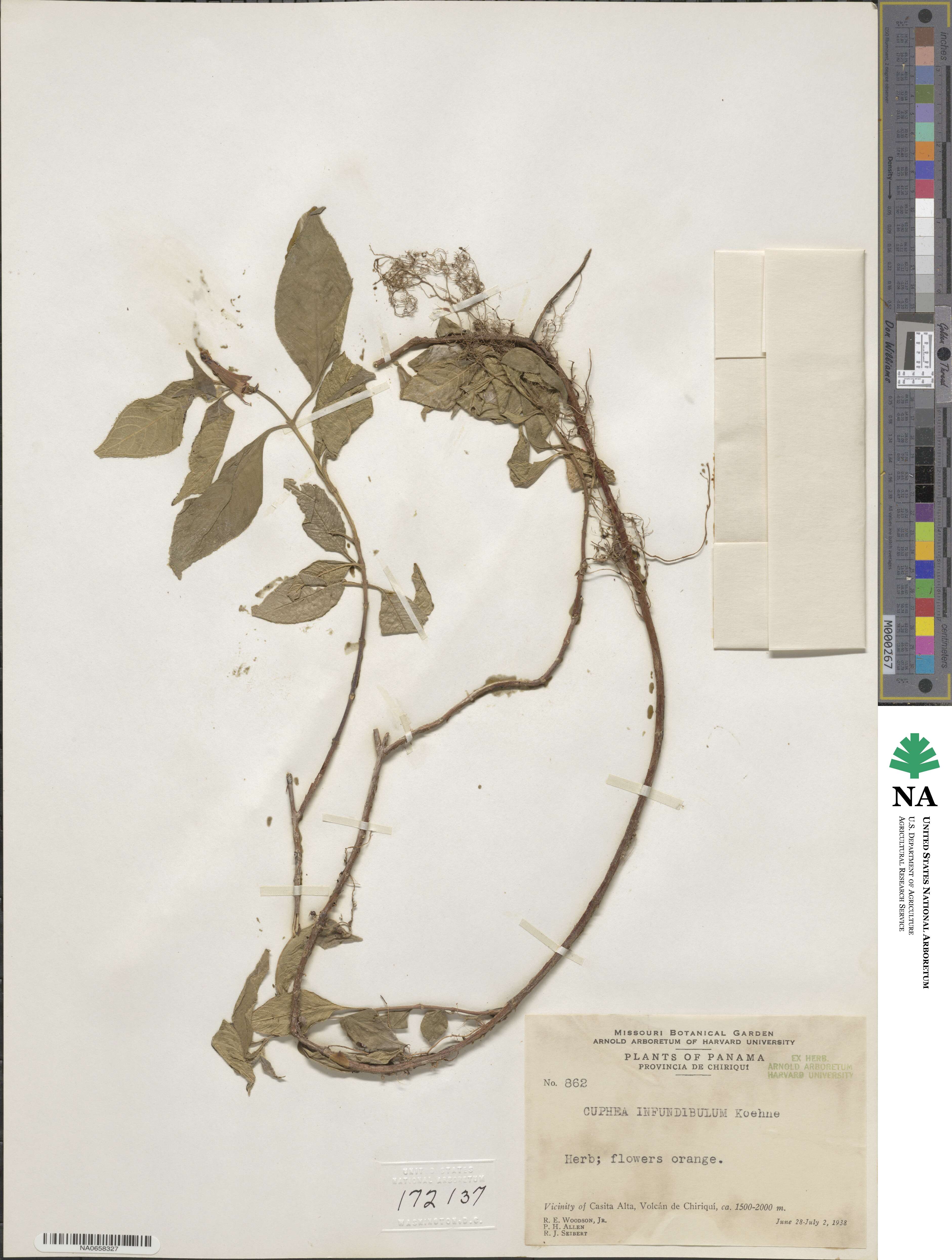 Cuphea appendiculata image