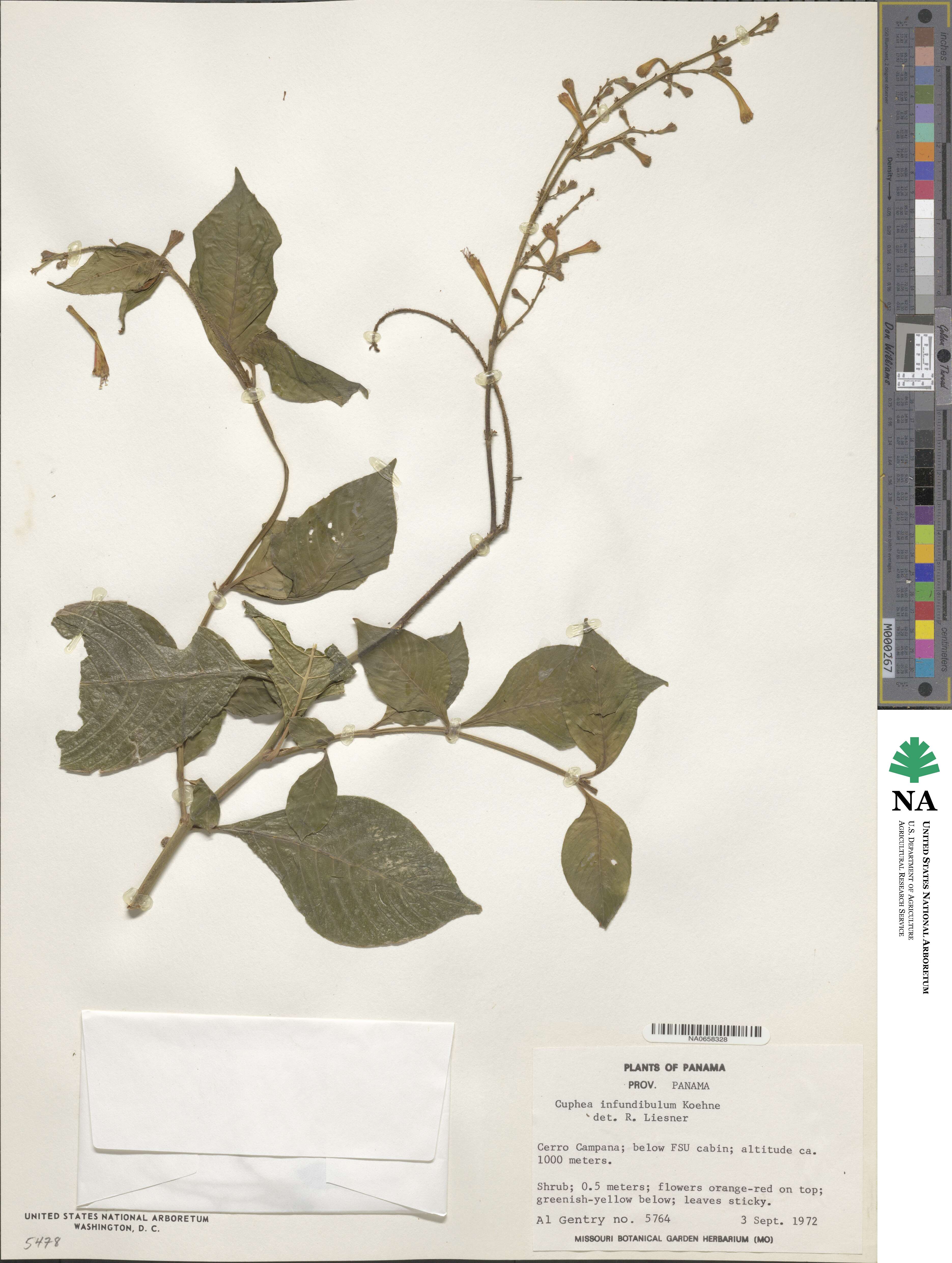 Cuphea appendiculata image