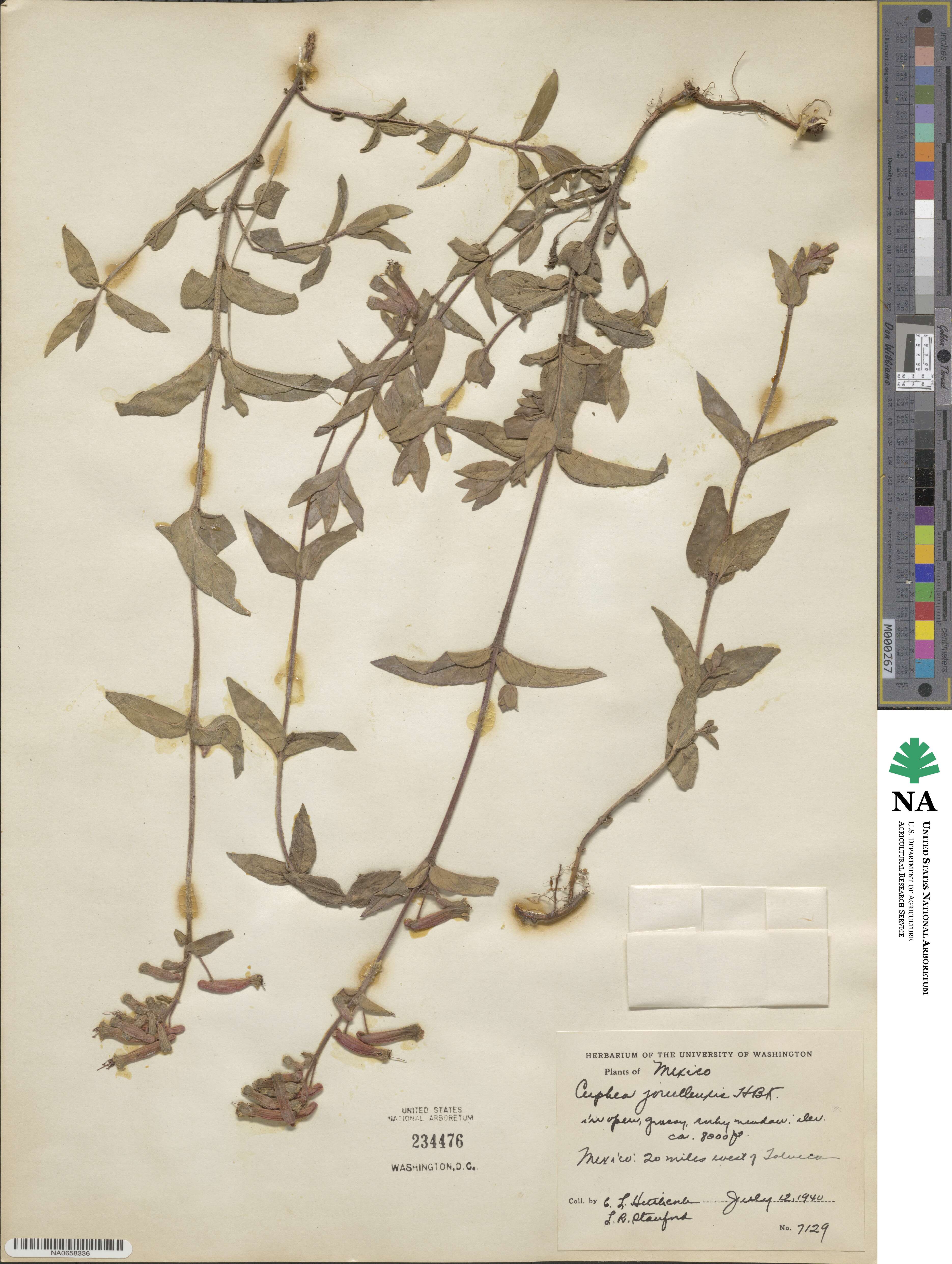 Cuphea jorullensis image