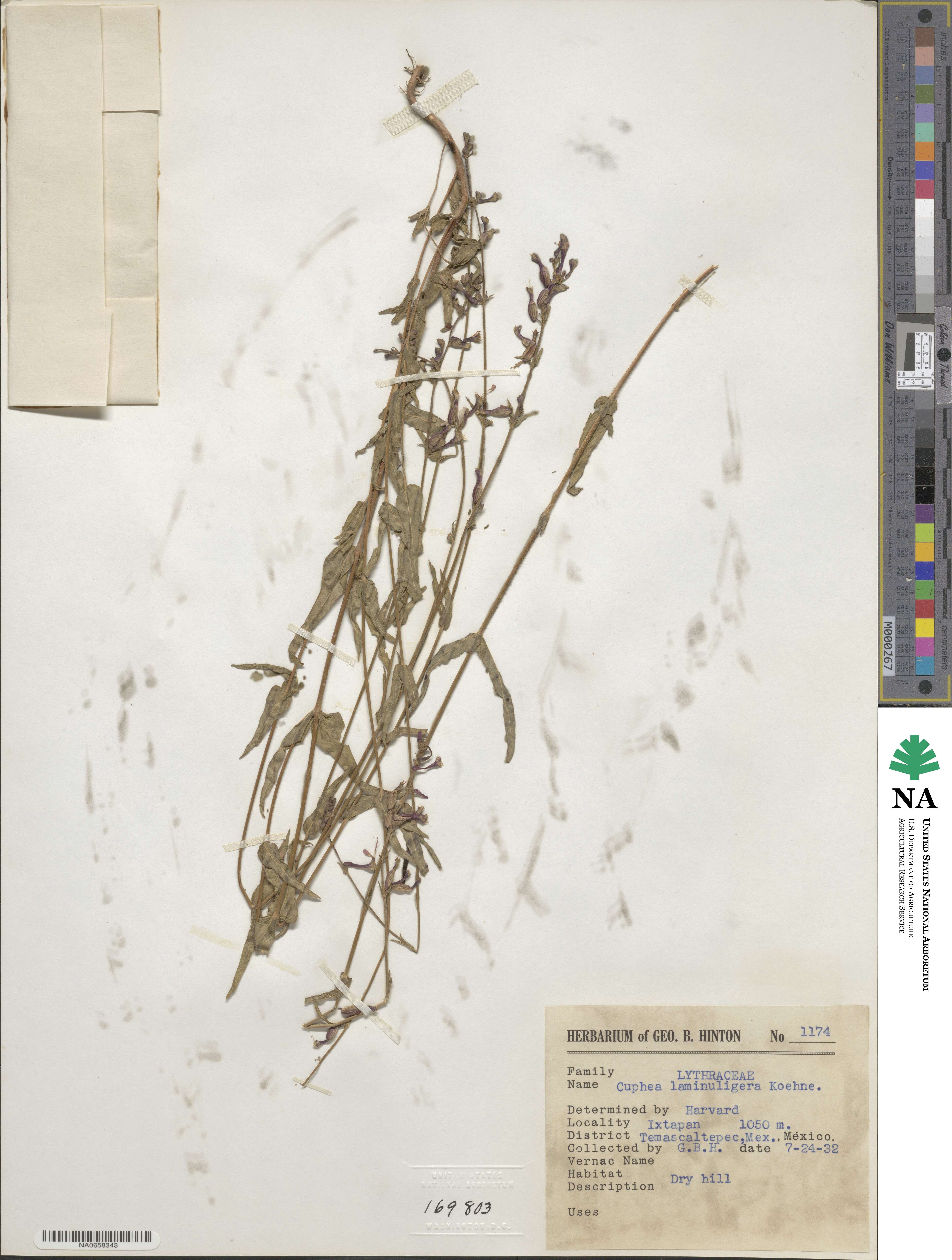 Cuphea laminuligera image