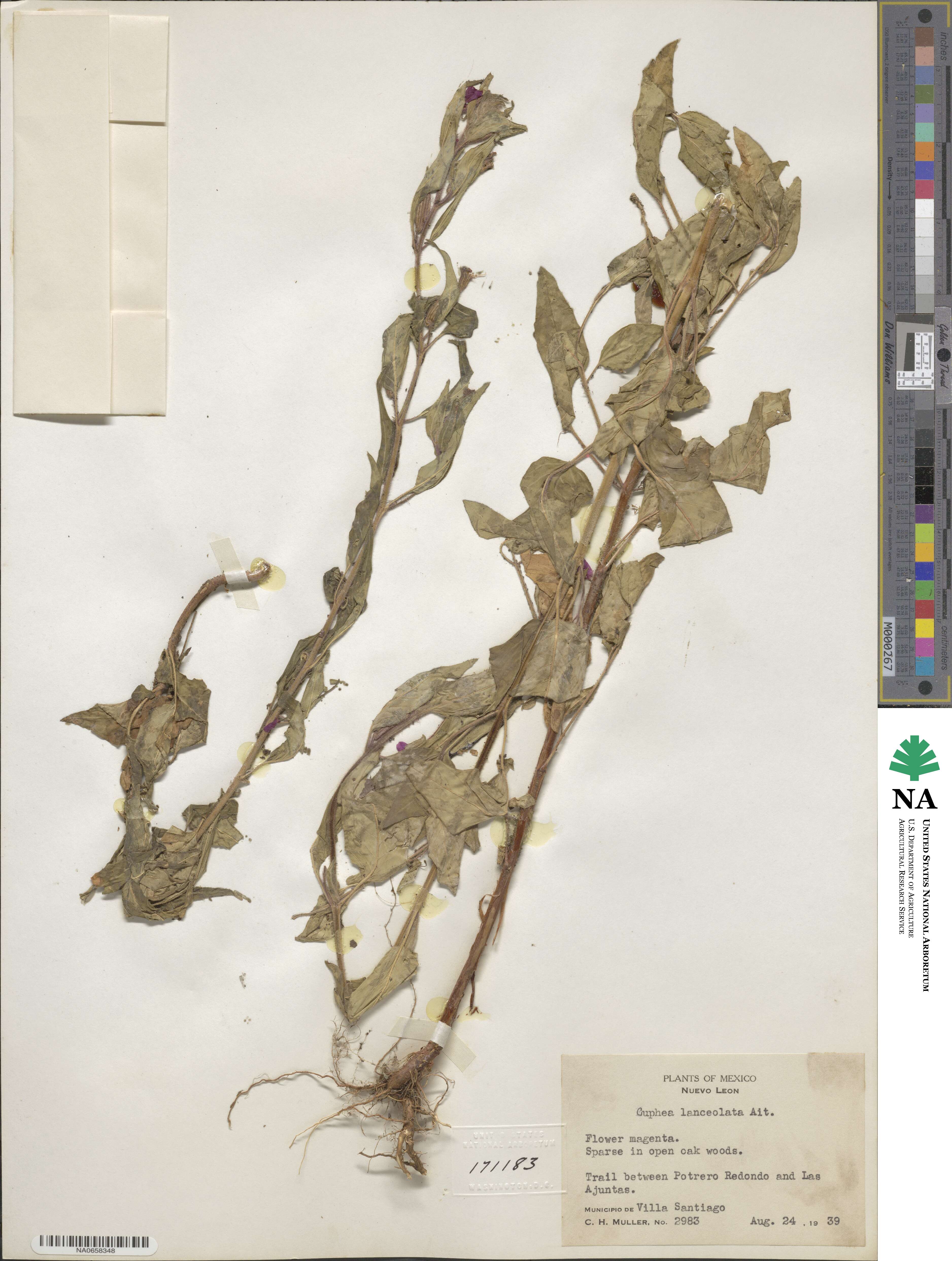 Cuphea lanceolata image