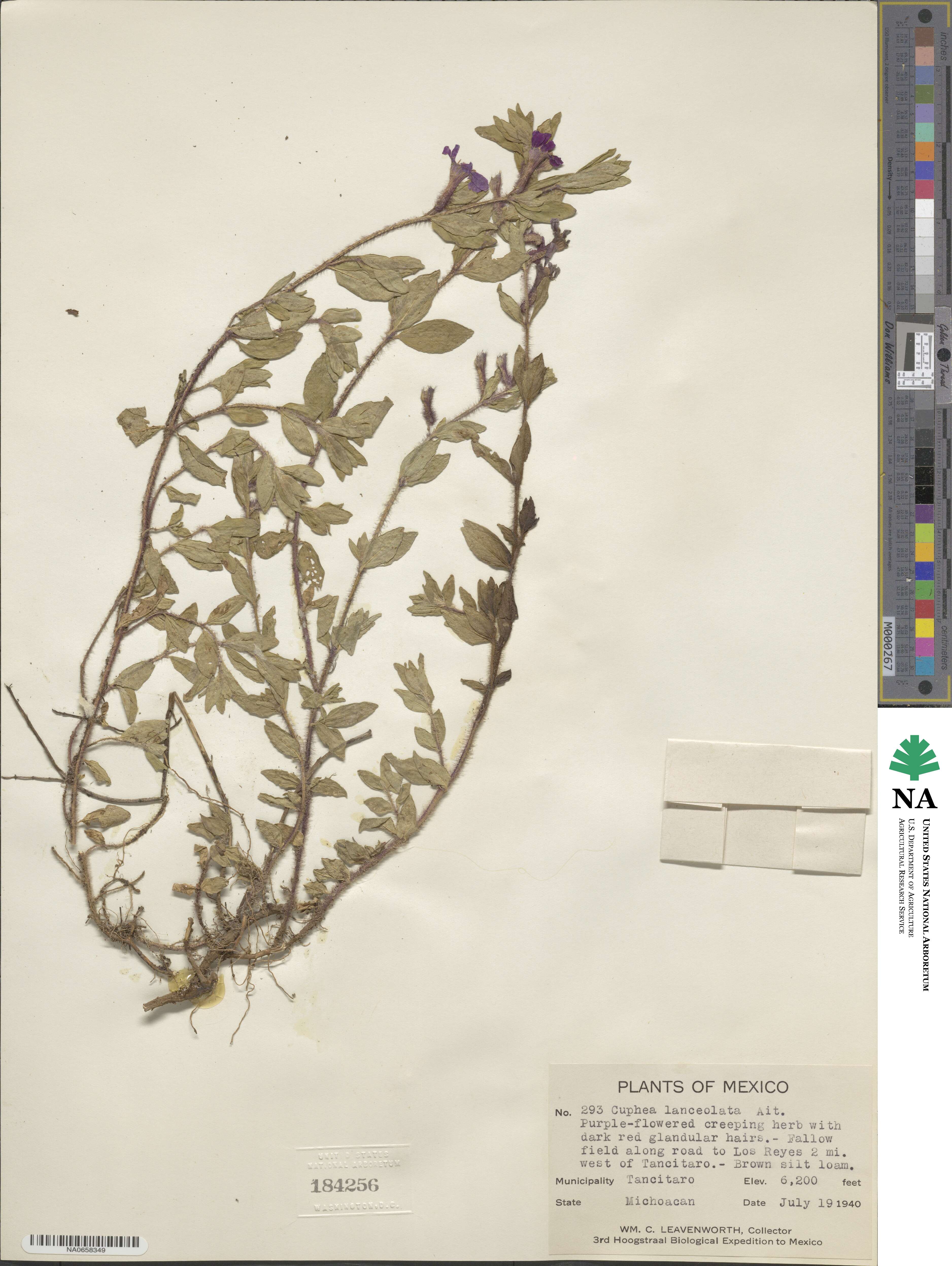 Cuphea lanceolata image