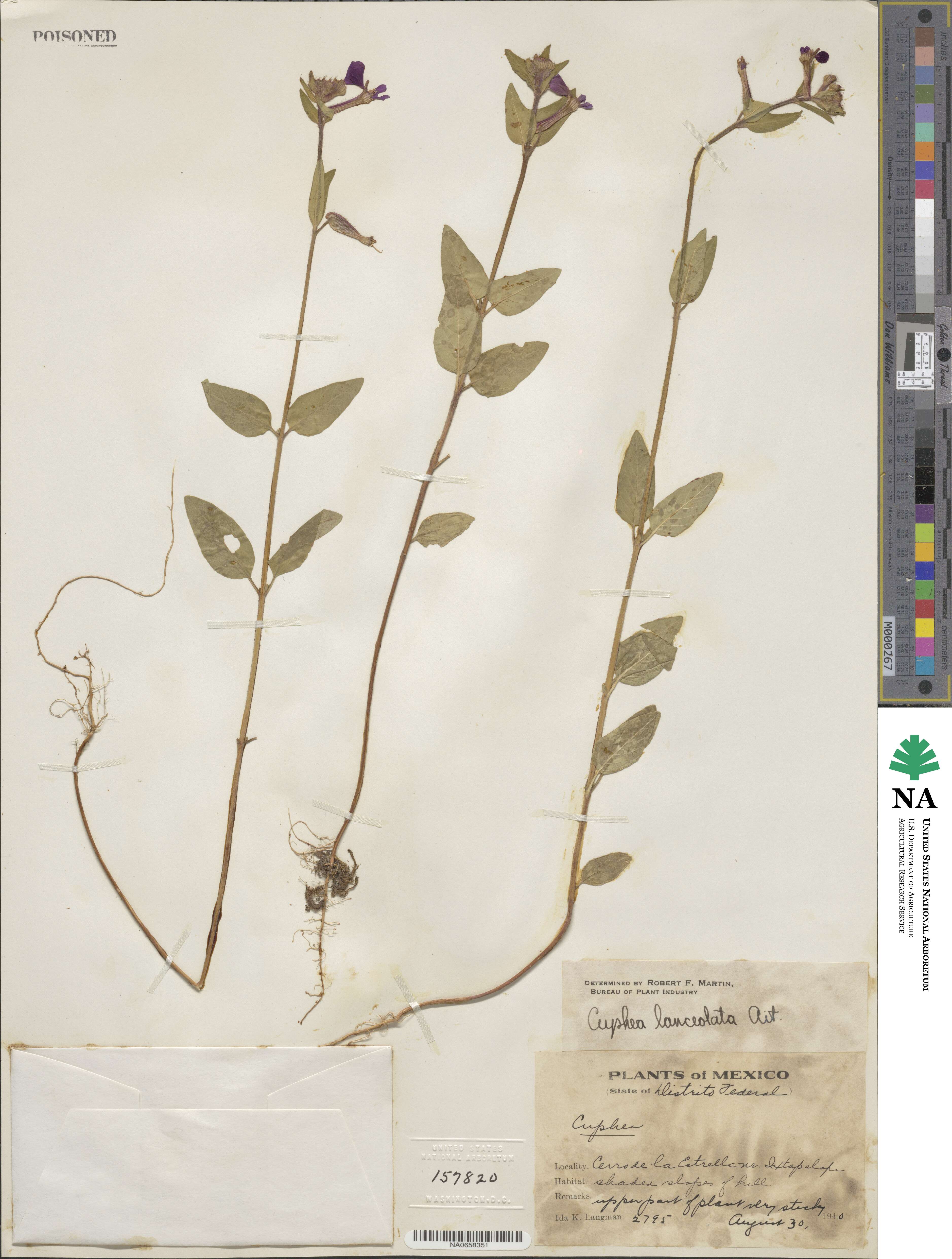 Cuphea lanceolata image
