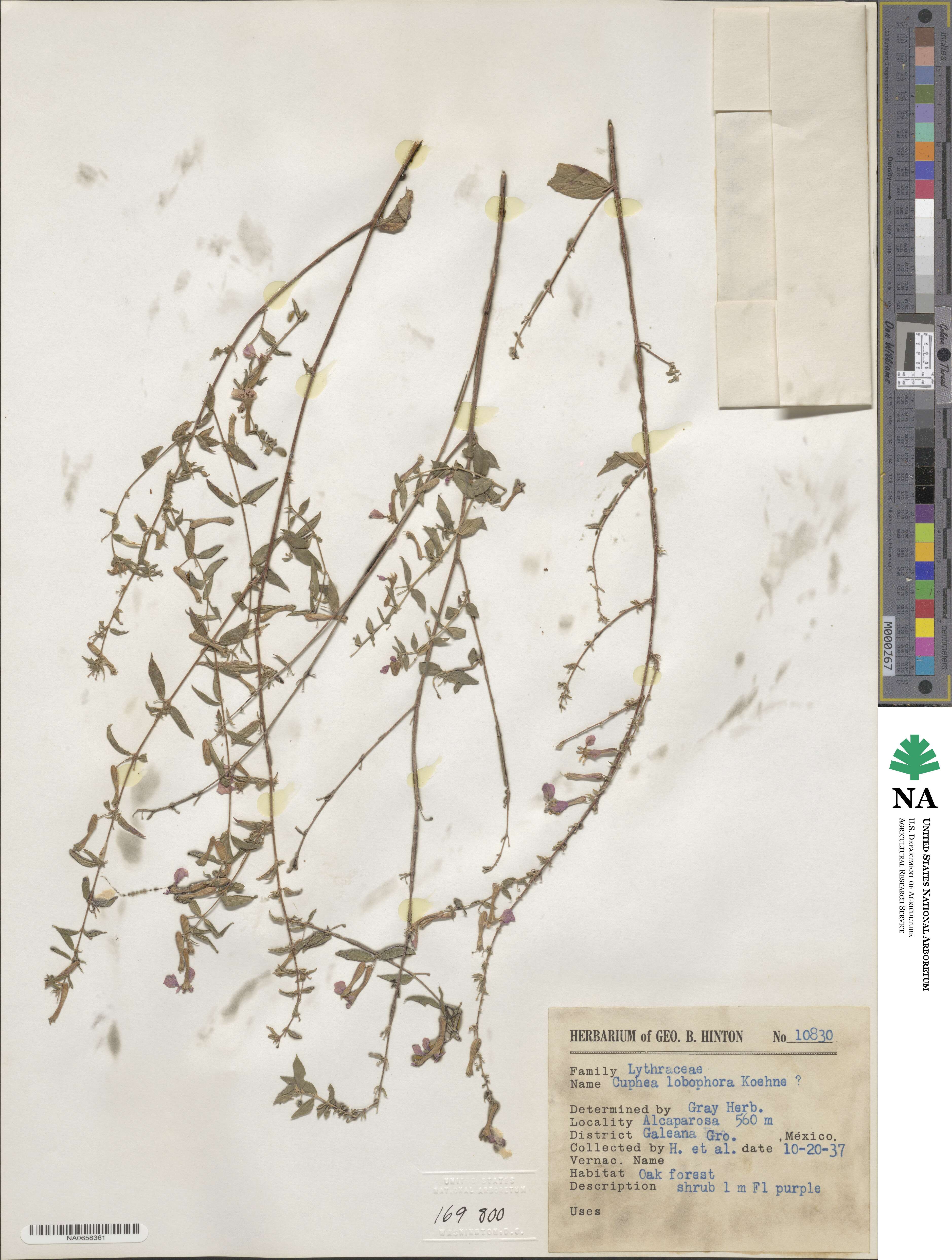 Cuphea lobophora image