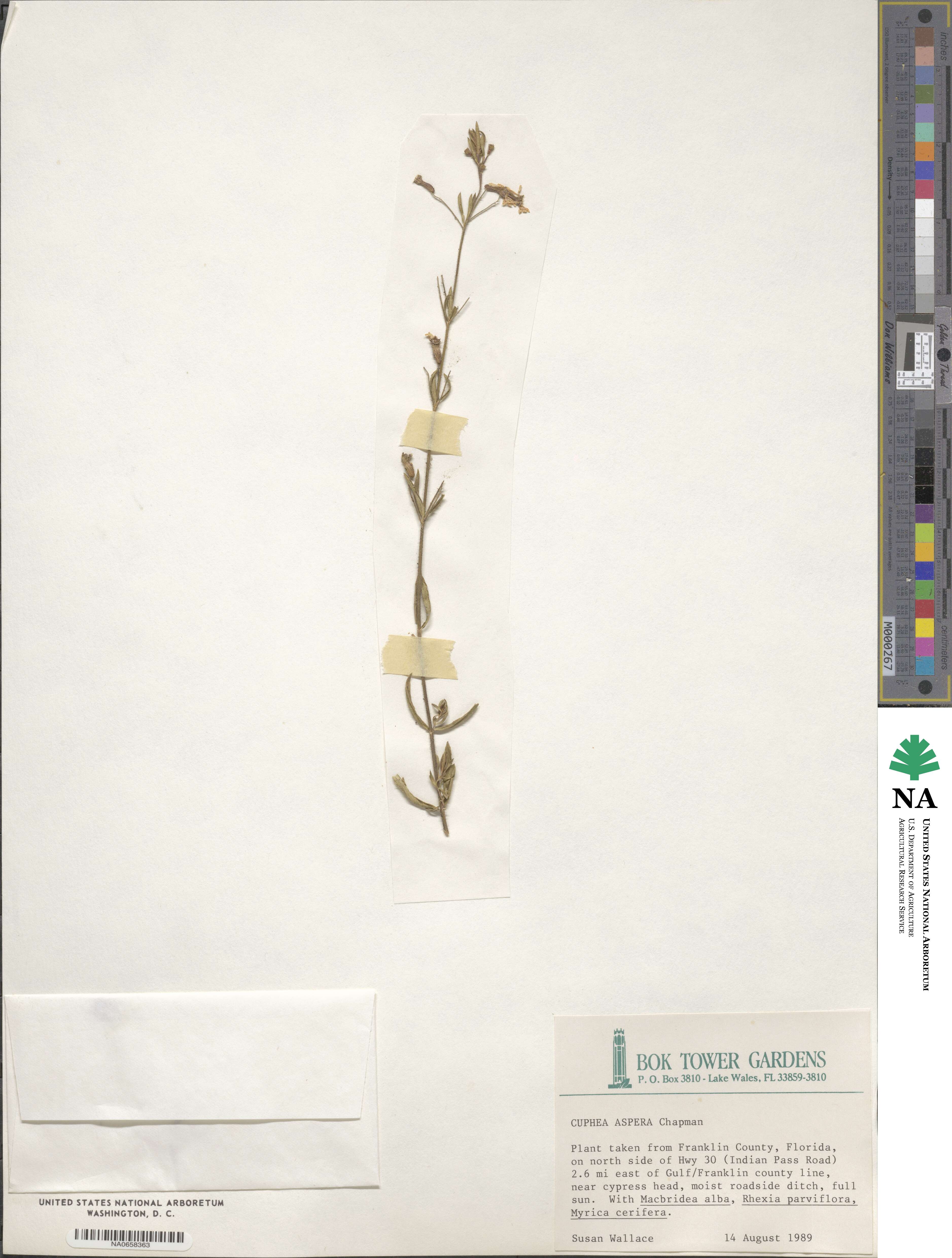 Cuphea aspera image