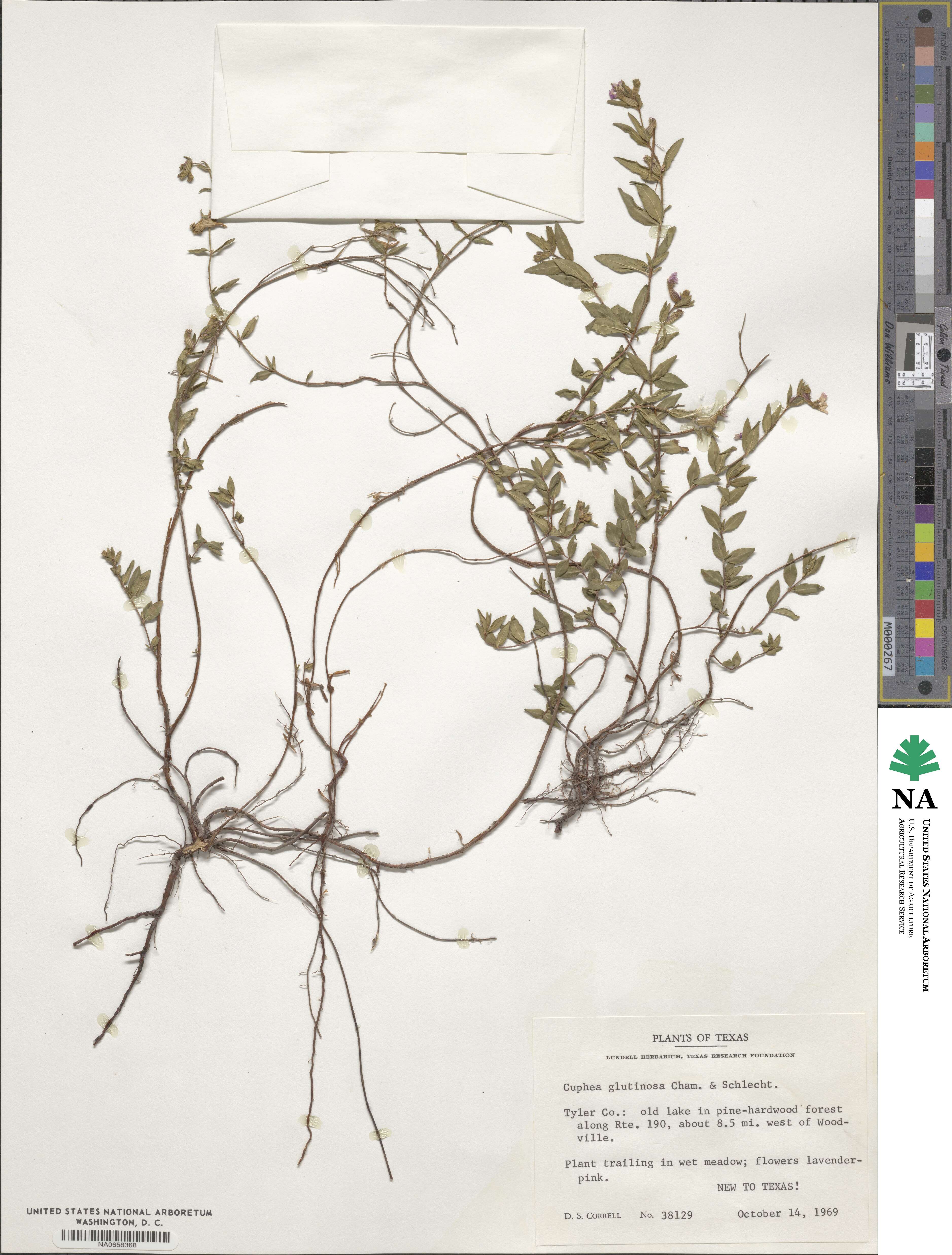 Cuphea glutinosa image