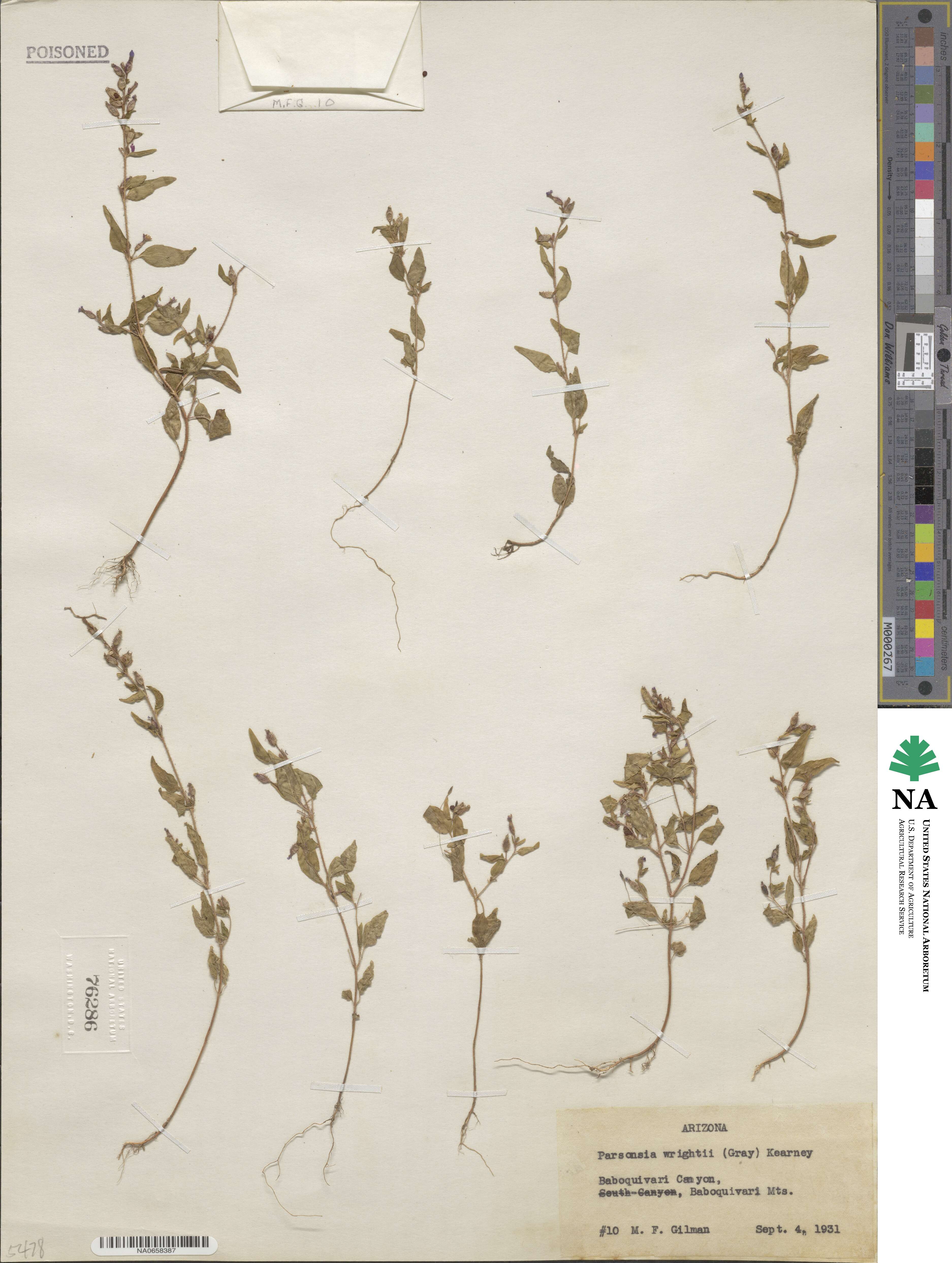 Cuphea wrightii image